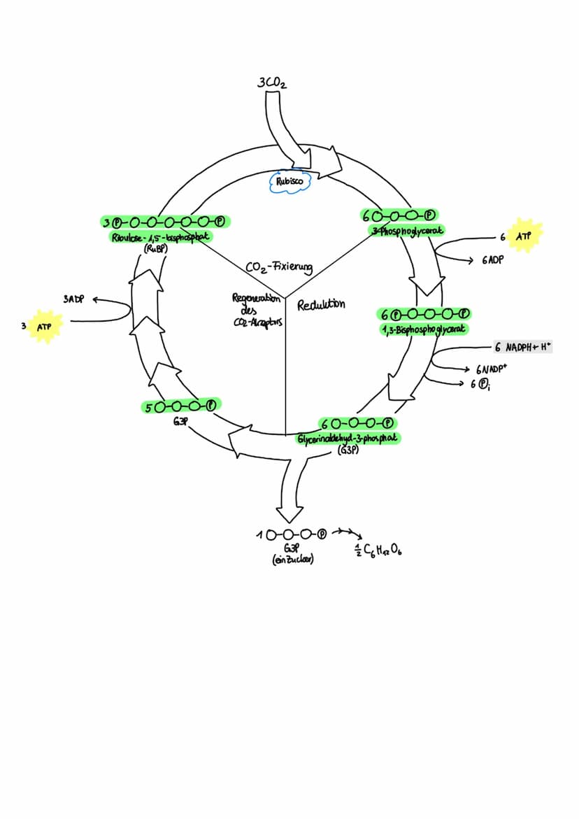 Fotosynthese (11/1)
4.3.1 Feinbau der Chloroplasten
Chloroplast:
-
In jeder Zelle von Palisaden- und
Schwammparenchym 30 bis 40 Chloroplaste