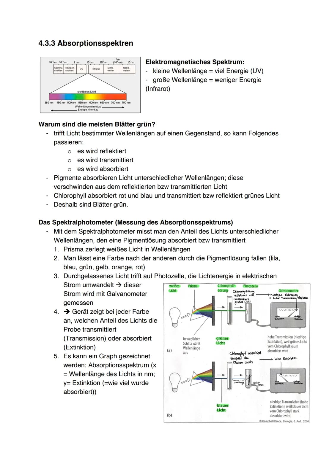 Fotosynthese (11/1)
4.3.1 Feinbau der Chloroplasten
Chloroplast:
-
In jeder Zelle von Palisaden- und
Schwammparenchym 30 bis 40 Chloroplaste