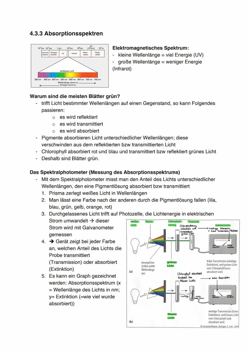Fotosynthese (11/1)
4.3.1 Feinbau der Chloroplasten
Chloroplast:
-
In jeder Zelle von Palisaden- und
Schwammparenchym 30 bis 40 Chloroplaste