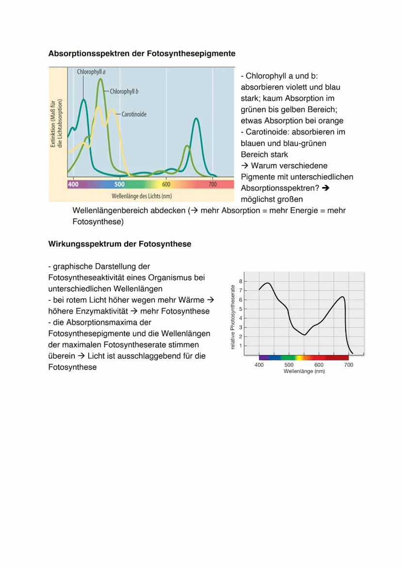 Fotosynthese (11/1)
4.3.1 Feinbau der Chloroplasten
Chloroplast:
-
In jeder Zelle von Palisaden- und
Schwammparenchym 30 bis 40 Chloroplaste