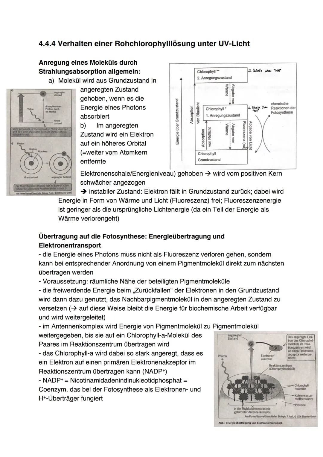 Fotosynthese (11/1)
4.3.1 Feinbau der Chloroplasten
Chloroplast:
-
In jeder Zelle von Palisaden- und
Schwammparenchym 30 bis 40 Chloroplaste
