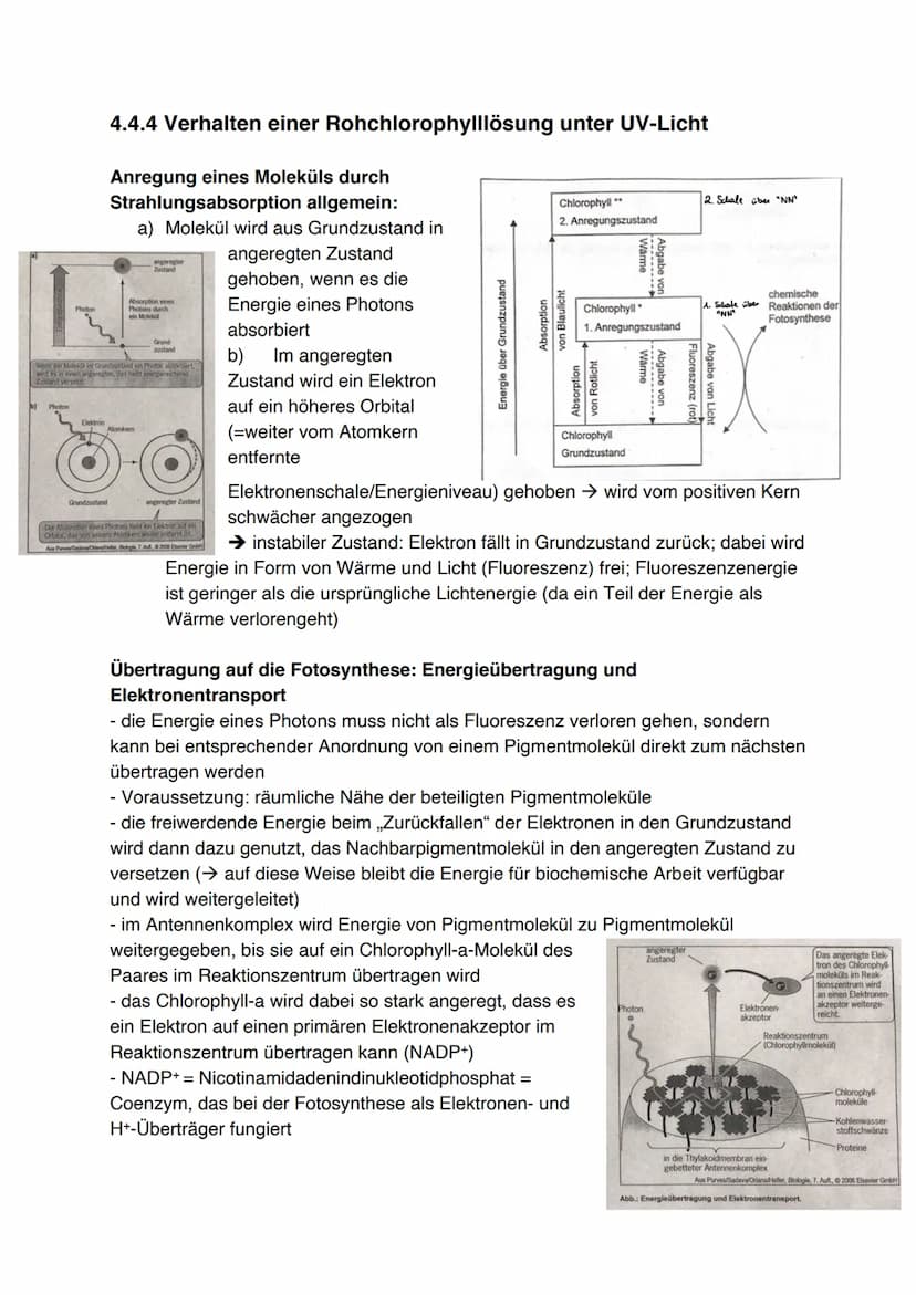 Fotosynthese (11/1)
4.3.1 Feinbau der Chloroplasten
Chloroplast:
-
In jeder Zelle von Palisaden- und
Schwammparenchym 30 bis 40 Chloroplaste
