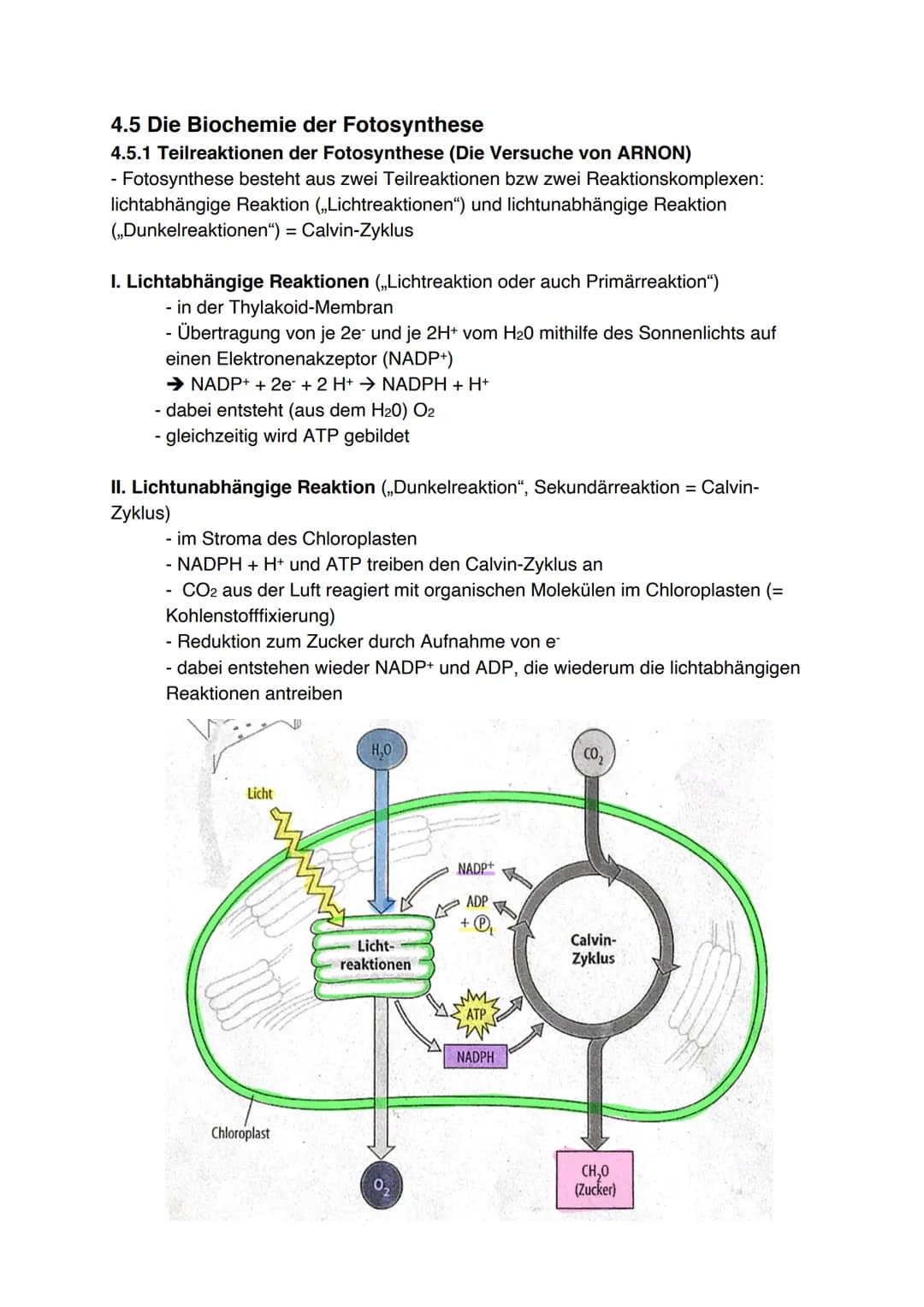 Fotosynthese (11/1)
4.3.1 Feinbau der Chloroplasten
Chloroplast:
-
In jeder Zelle von Palisaden- und
Schwammparenchym 30 bis 40 Chloroplaste
