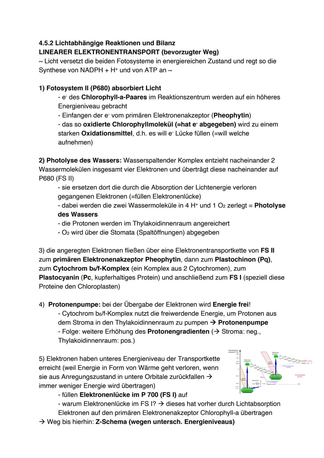 Fotosynthese (11/1)
4.3.1 Feinbau der Chloroplasten
Chloroplast:
-
In jeder Zelle von Palisaden- und
Schwammparenchym 30 bis 40 Chloroplaste