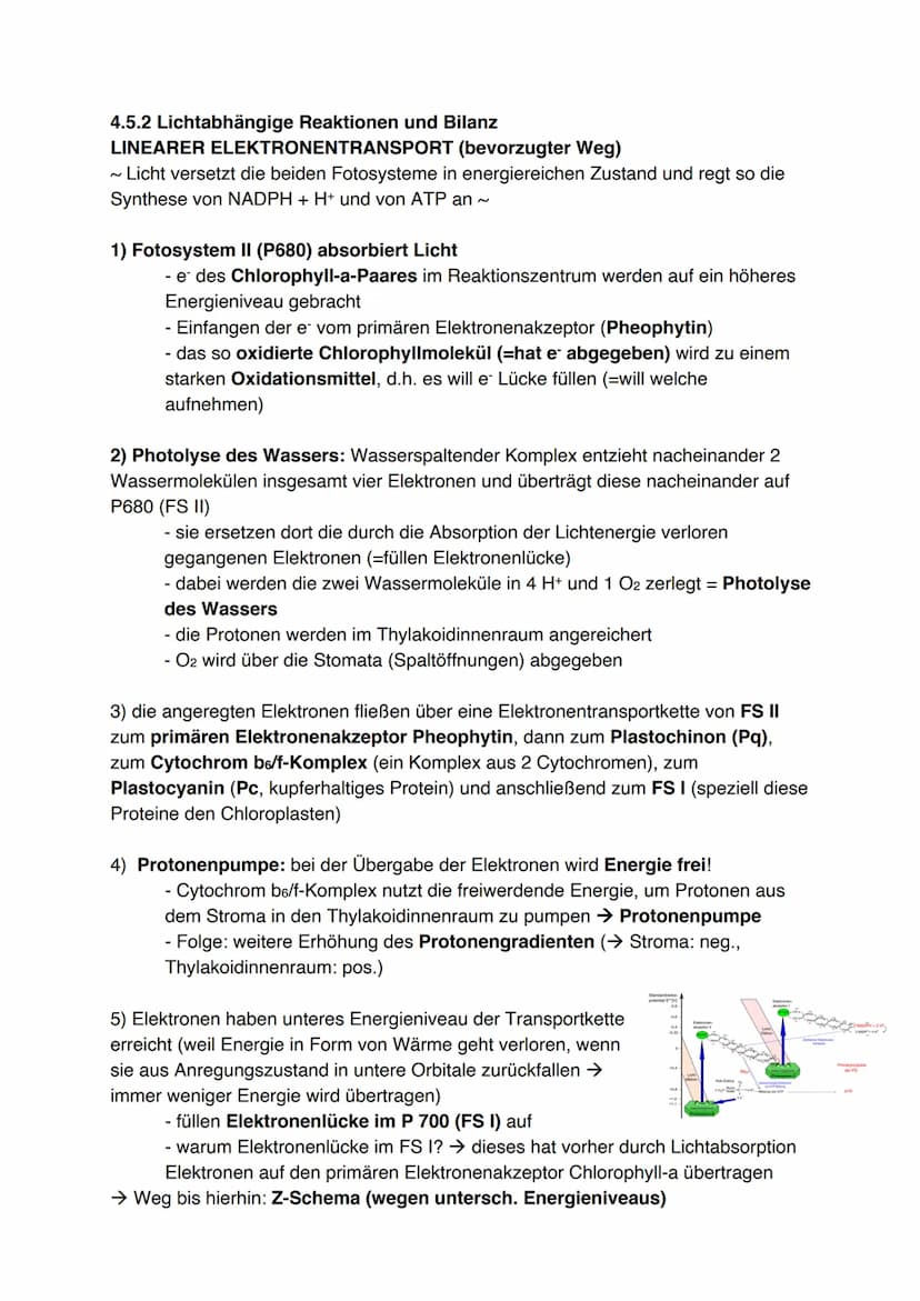 Fotosynthese (11/1)
4.3.1 Feinbau der Chloroplasten
Chloroplast:
-
In jeder Zelle von Palisaden- und
Schwammparenchym 30 bis 40 Chloroplaste