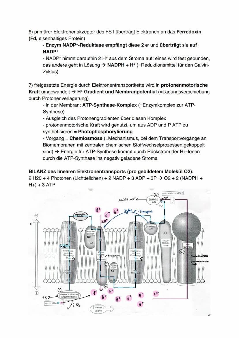 Fotosynthese (11/1)
4.3.1 Feinbau der Chloroplasten
Chloroplast:
-
In jeder Zelle von Palisaden- und
Schwammparenchym 30 bis 40 Chloroplaste