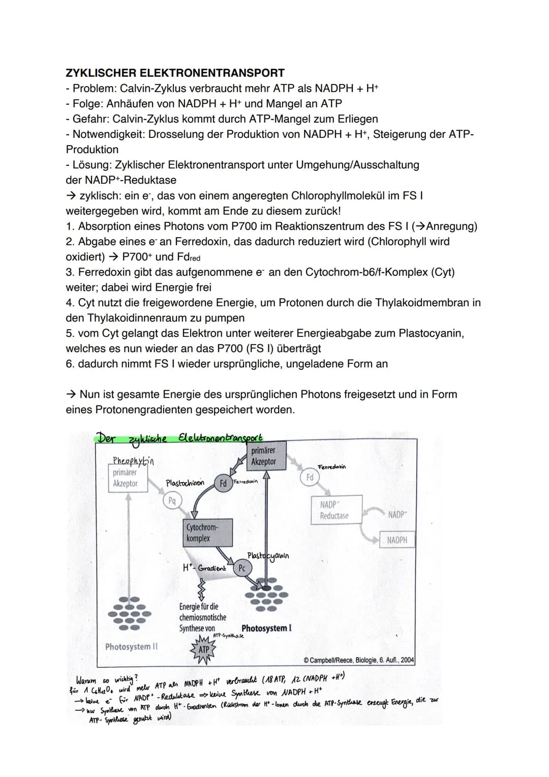 Fotosynthese (11/1)
4.3.1 Feinbau der Chloroplasten
Chloroplast:
-
In jeder Zelle von Palisaden- und
Schwammparenchym 30 bis 40 Chloroplaste