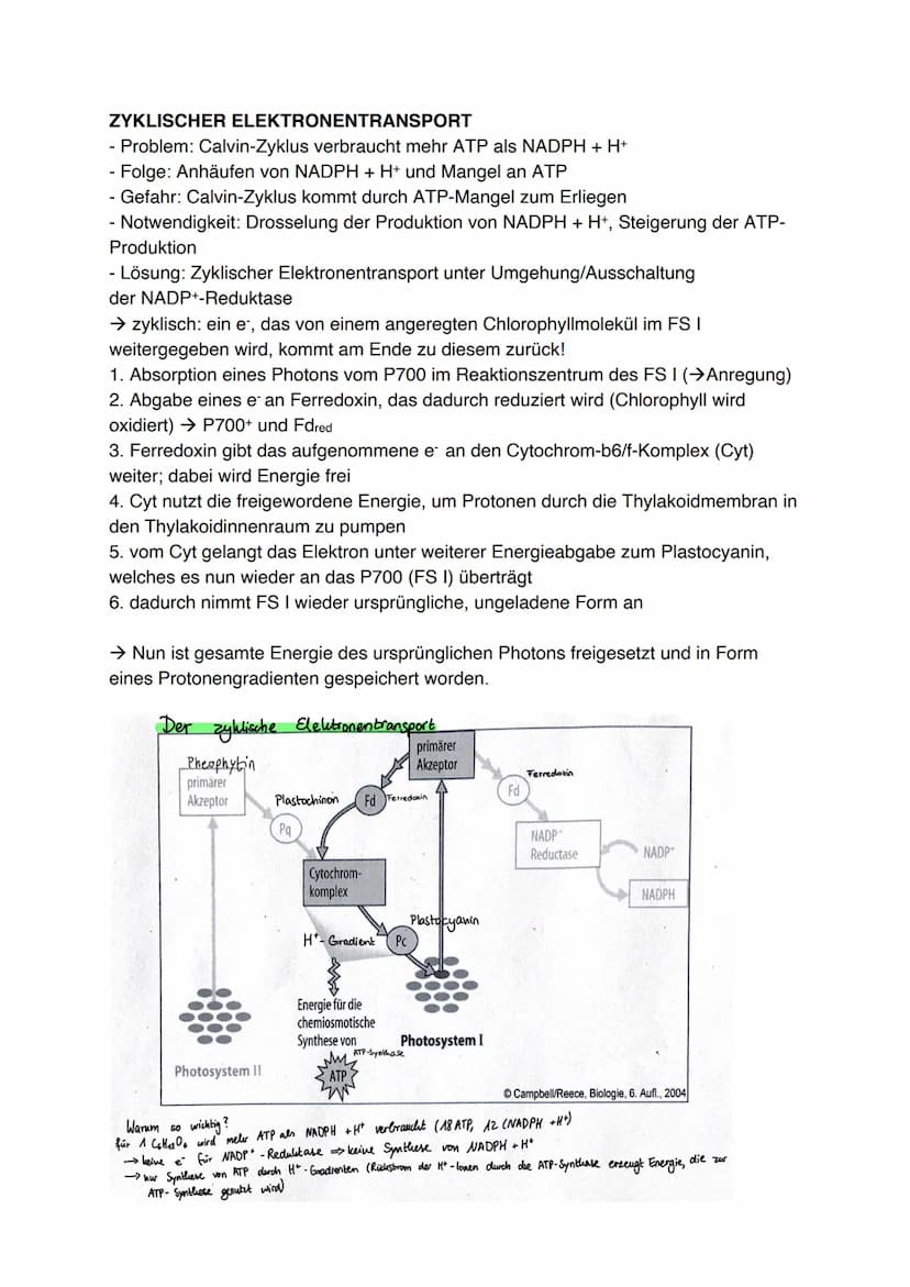 Fotosynthese (11/1)
4.3.1 Feinbau der Chloroplasten
Chloroplast:
-
In jeder Zelle von Palisaden- und
Schwammparenchym 30 bis 40 Chloroplaste