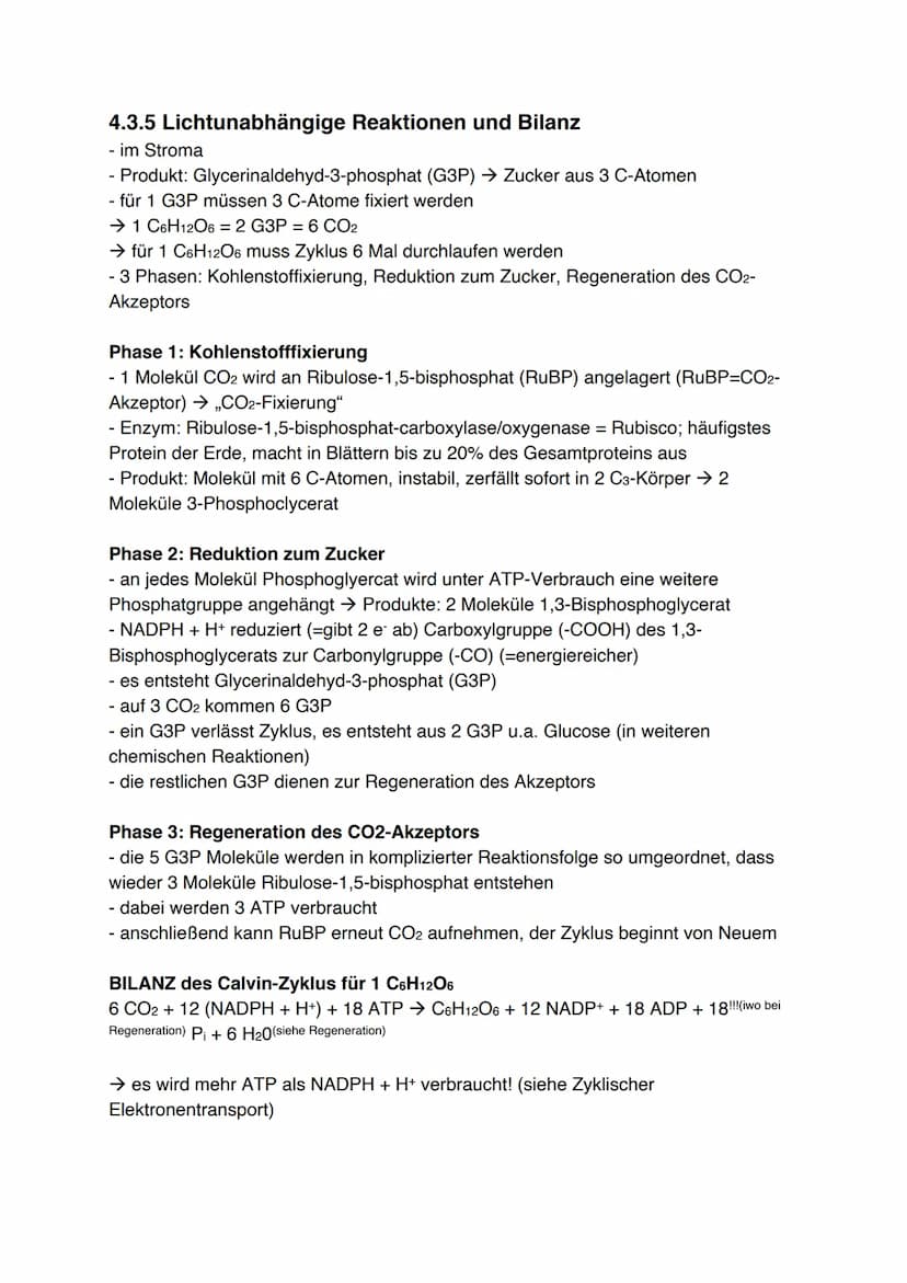 Fotosynthese (11/1)
4.3.1 Feinbau der Chloroplasten
Chloroplast:
-
In jeder Zelle von Palisaden- und
Schwammparenchym 30 bis 40 Chloroplaste