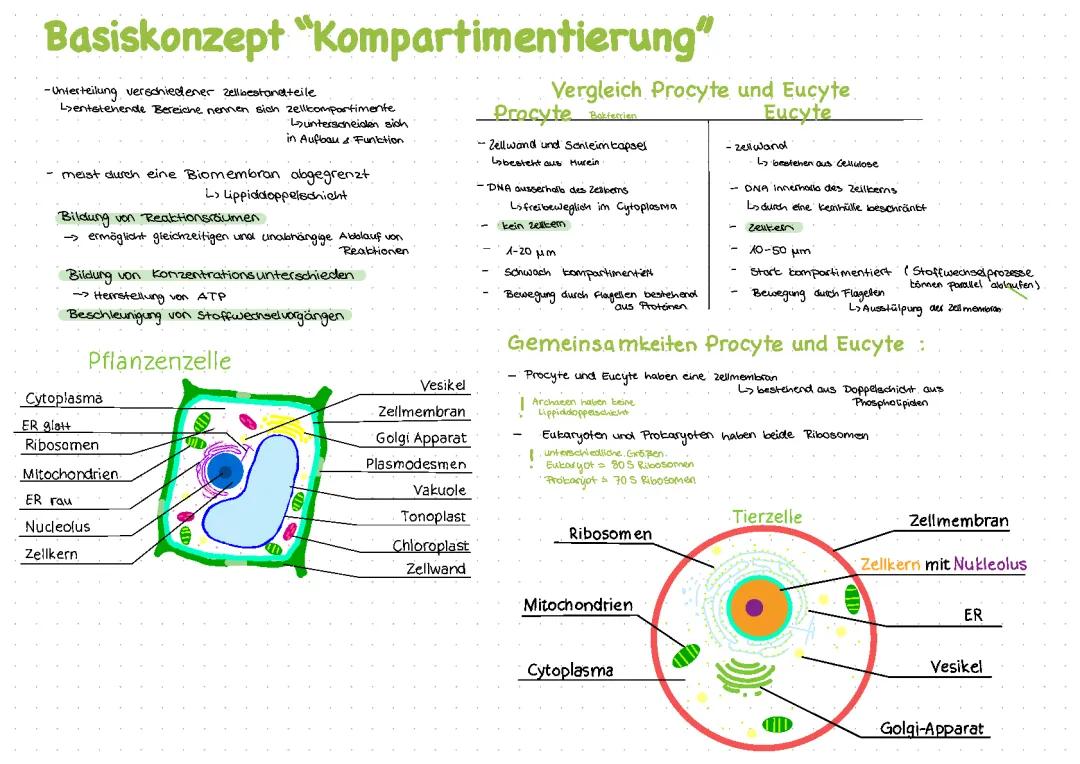 Basiskonzepte Biologie: Kompartimentierung Beispiele und mehr