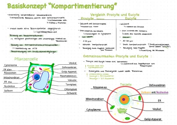 Know Basiskonzept Kompartimentierung  thumbnail