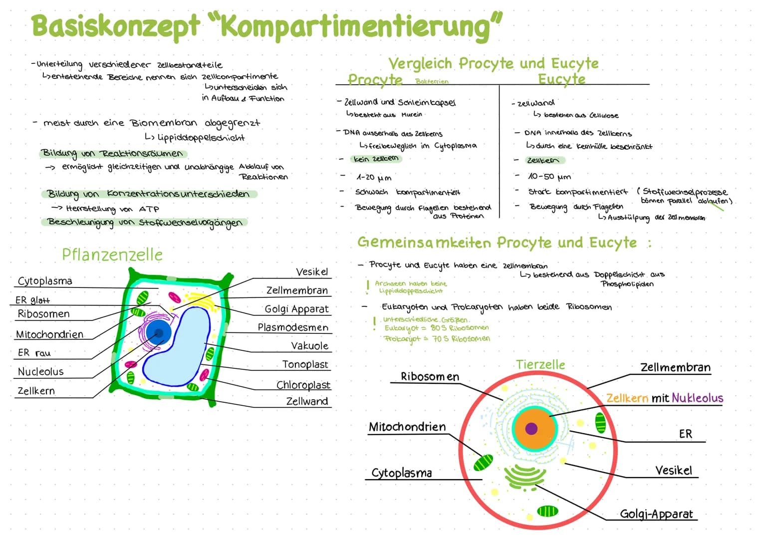 Basiskonzept "Kompartimentierung"
-Unterteilung verschiedener Zellbestandteile
Lentstehende Bereiche nennen sich zellkompartimente
Luntersch