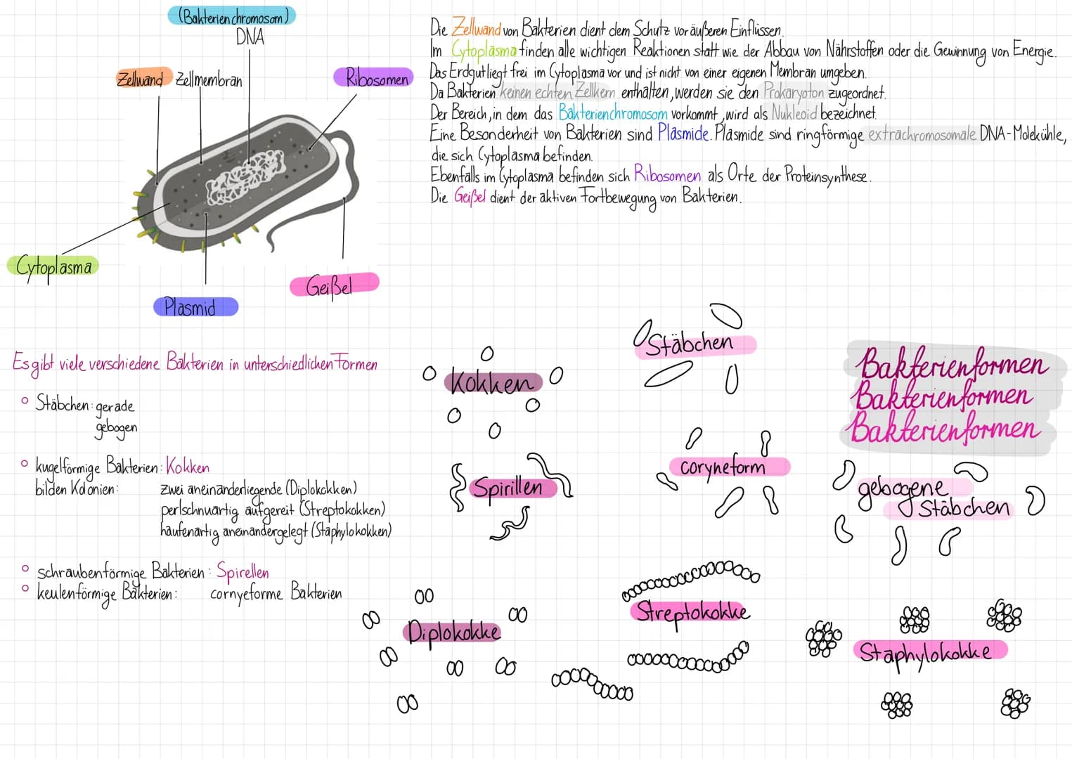 Cytoplasma
O
O
(Bakterien chromosom)
DNA
O
Zellwand Zellmembran
Plasmid
Es gibt viele verschiedene Bakterien in unterschiedlichen Formen
• S