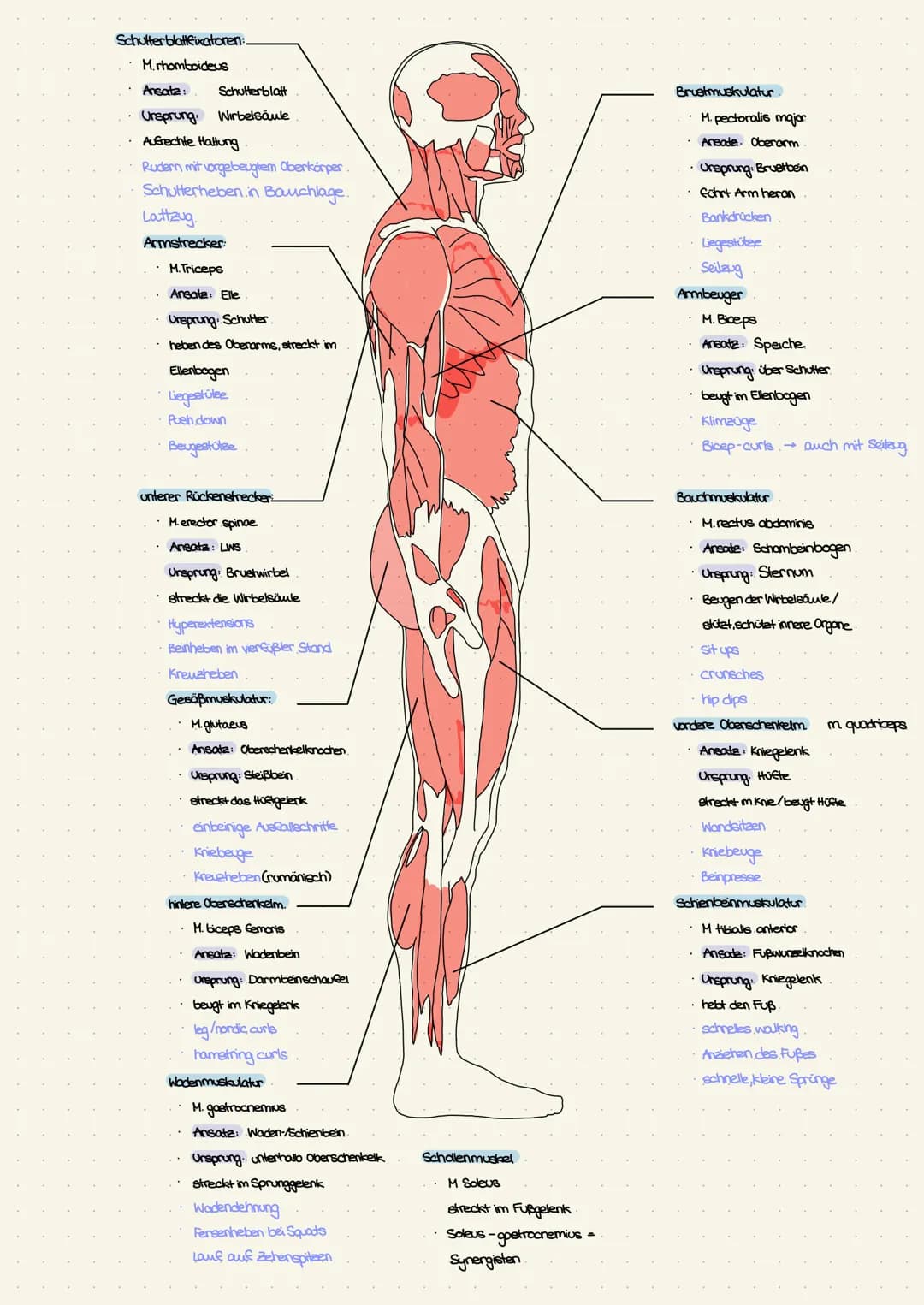 AUFBAU EINES MUSKELS
MUSKELFASERTYPEN
Anatomie/Physiologie
Kapillare
2-Scheibe
1- Band A-Band
ਅਰਪਰਧਰਪਿਰਪ
Anatomen beschrieben schon vor
100 