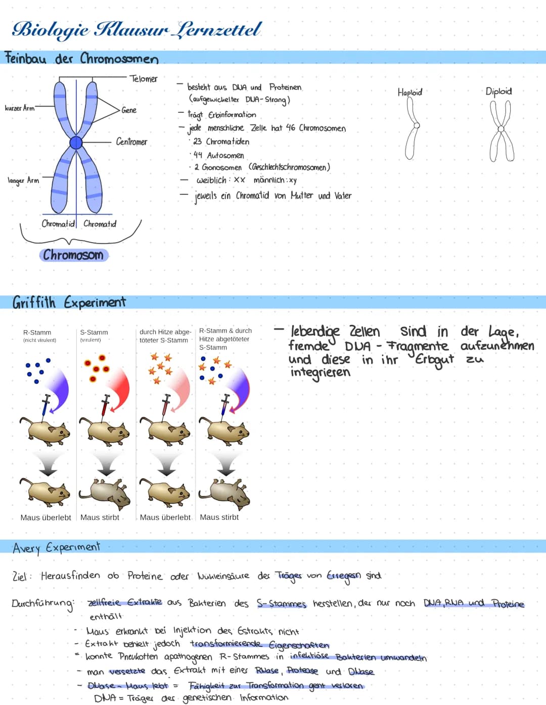 Biologie Klausur Lernzettel
Feinbau der Chromosomen
kurzer Arm
langer Arm
Chromatid Chromatid
Chromosom
Centromer
Telomer
Gene
Griffith Expe