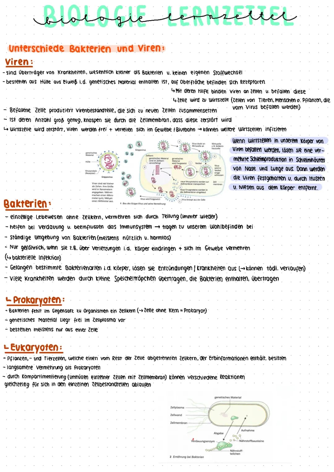 Das Immunsystem 