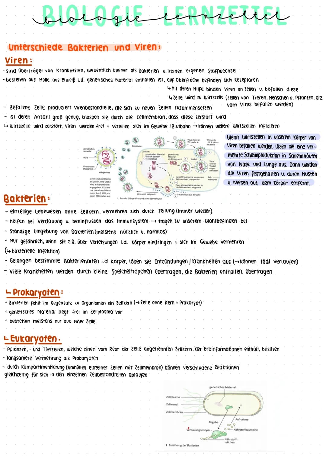 منهمنمنم
biologic lepnzettel
Unterschiede Bakterien und Viren:
Viren:
- sind Überträger von Krankheiten, wesentlich kleiner als Bakterien u.