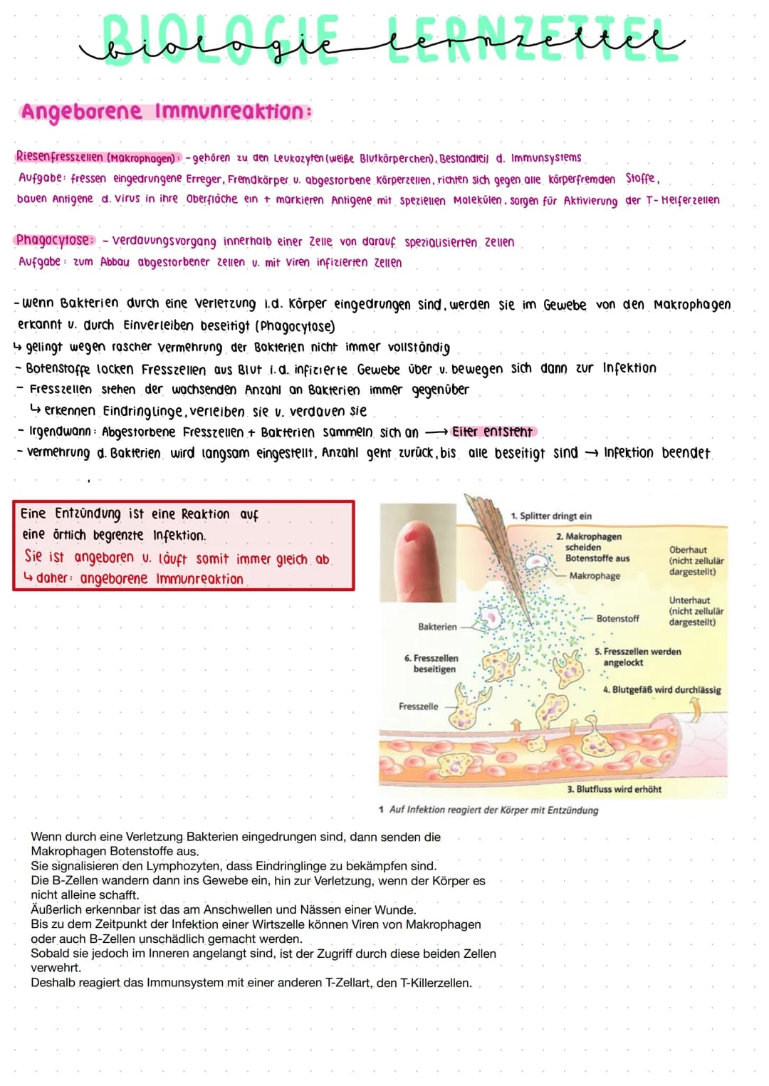 منهمنمنم
biologic lepnzettel
Unterschiede Bakterien und Viren:
Viren:
- sind Überträger von Krankheiten, wesentlich kleiner als Bakterien u.