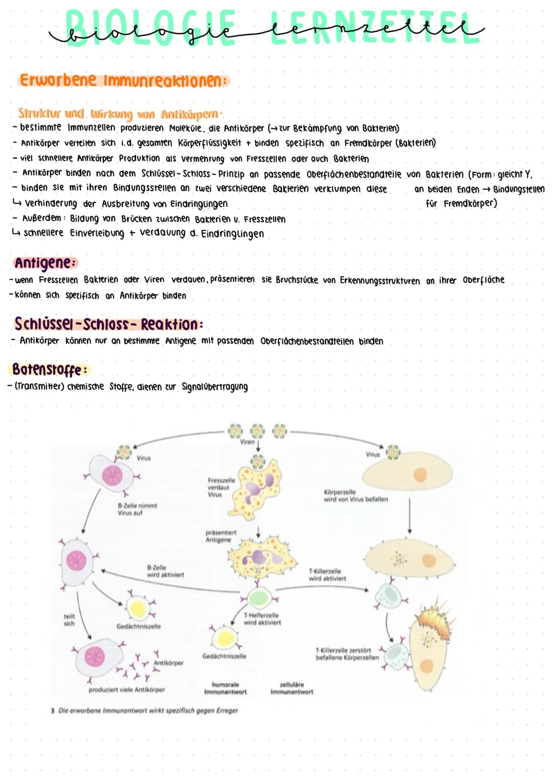 منهمنمنم
biologic lepnzettel
Unterschiede Bakterien und Viren:
Viren:
- sind Überträger von Krankheiten, wesentlich kleiner als Bakterien u.
