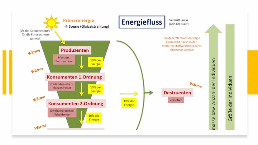 Lernblatt Klausur biotische UF kurz
Sonntag, 24. Mai 2020
Parasitismus
Wirt (Nachteil) & Parasit (Vorteil) → einseitiger Vorteil
Ektoparasit