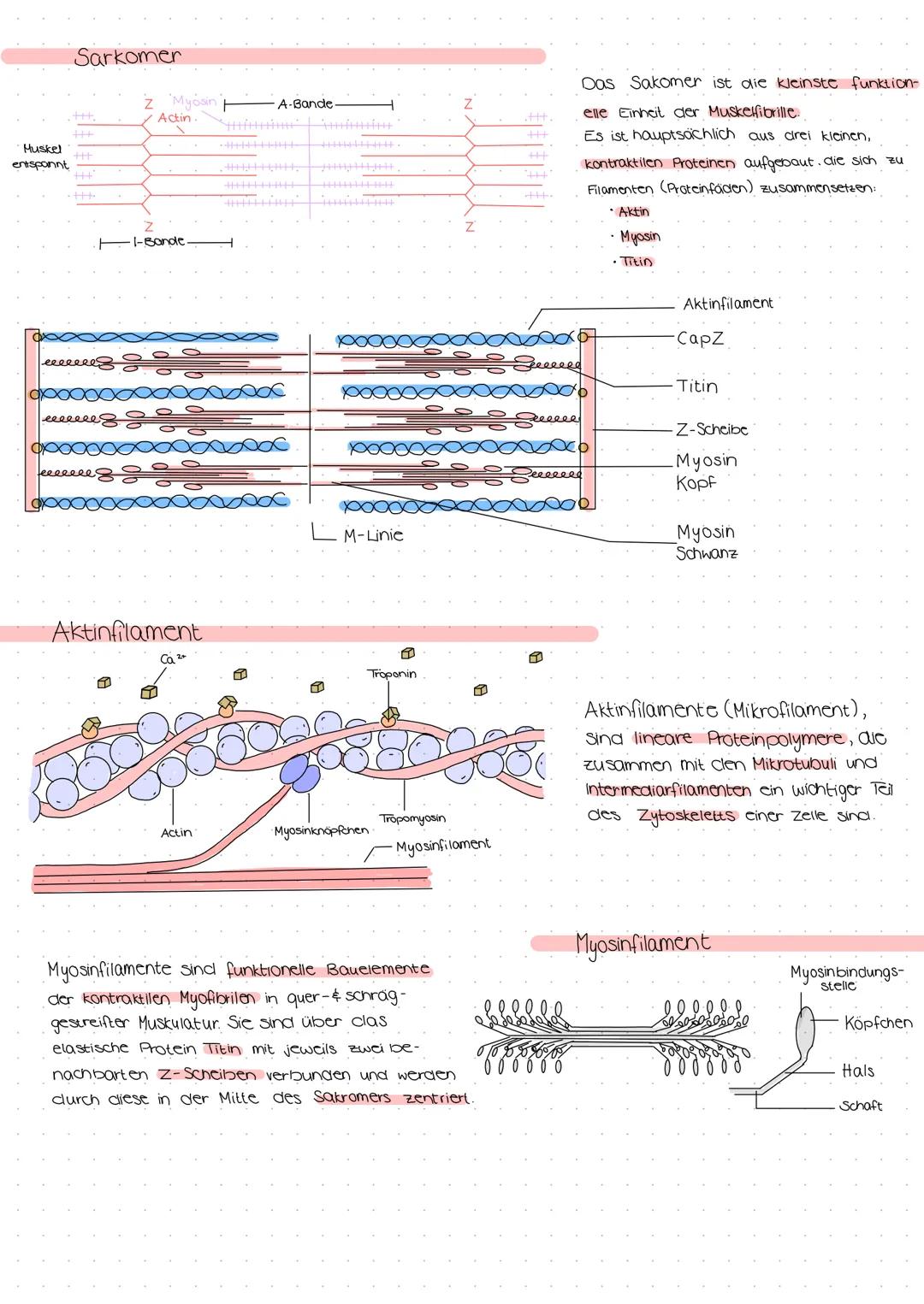 "langsame
Faser
'schnelle
Faser'
1. Ein Skeleltmuskel besteht hauptsächlich
aus long gestreckten Riesenzellen,
den Muskelfasern.
PRAE
2. Aus