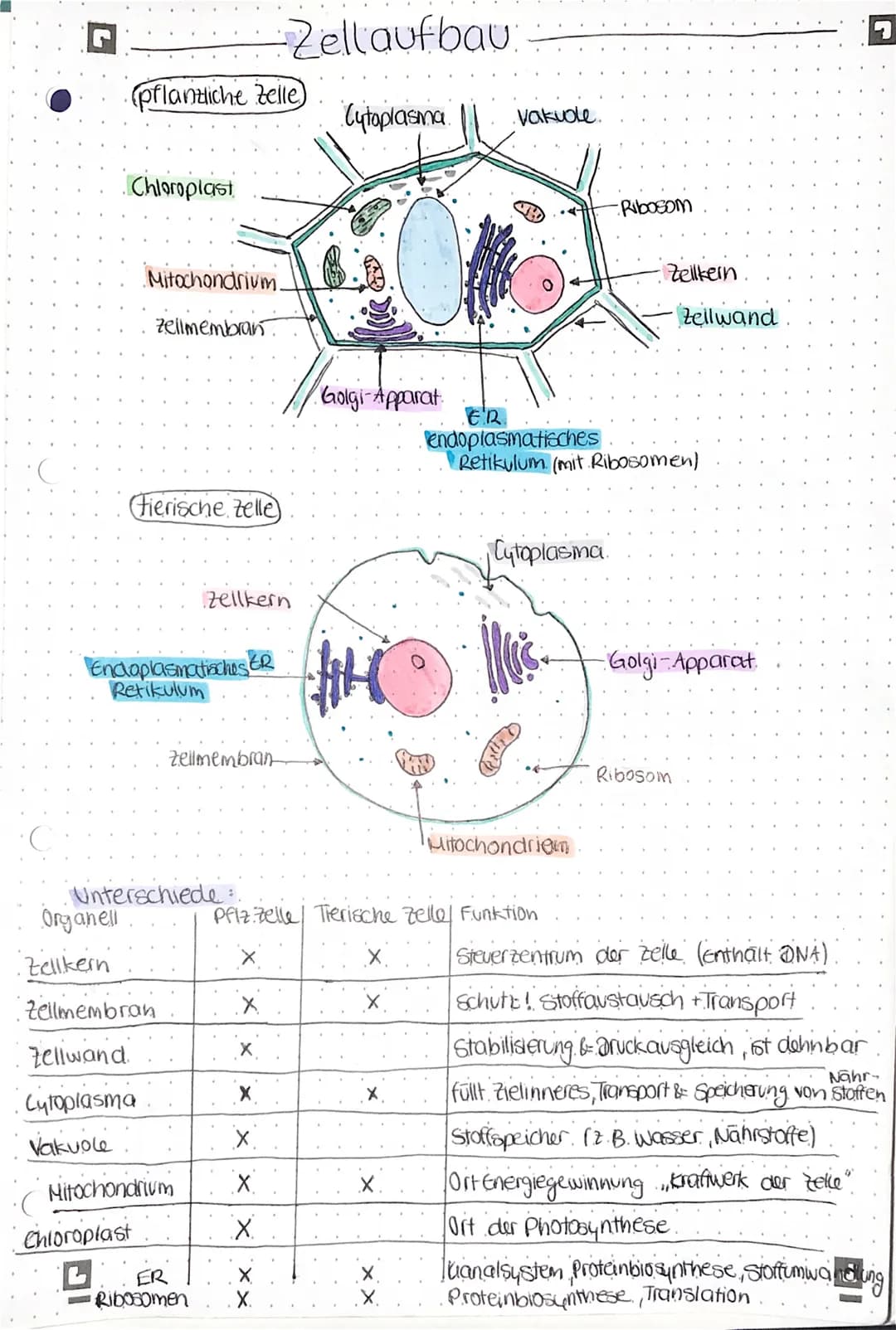 (pflanzliche Zelle
. Chloroplast
Organell
Mitochondrium.
Zellmembran
(Fierische Zelle
Endoplasmatisches ER
Retikulum
Unterschiede:.
Zellkern