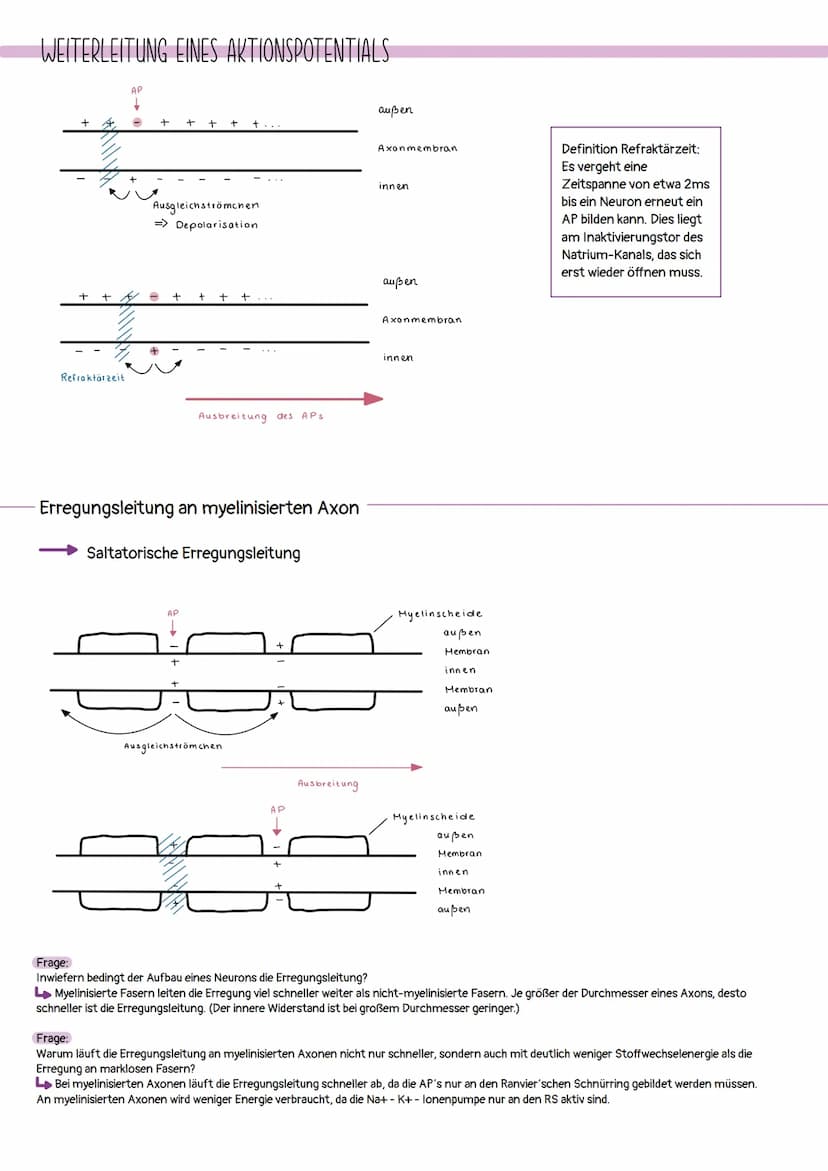 
<h2 id="spannungmv">Spannung [mV]</h2>
<p>+60<br />
+20<br />
0<br />
-20<br />
-40<br />
-60<br />
-80<br />
-100<br />
↑ Aktionspotential
