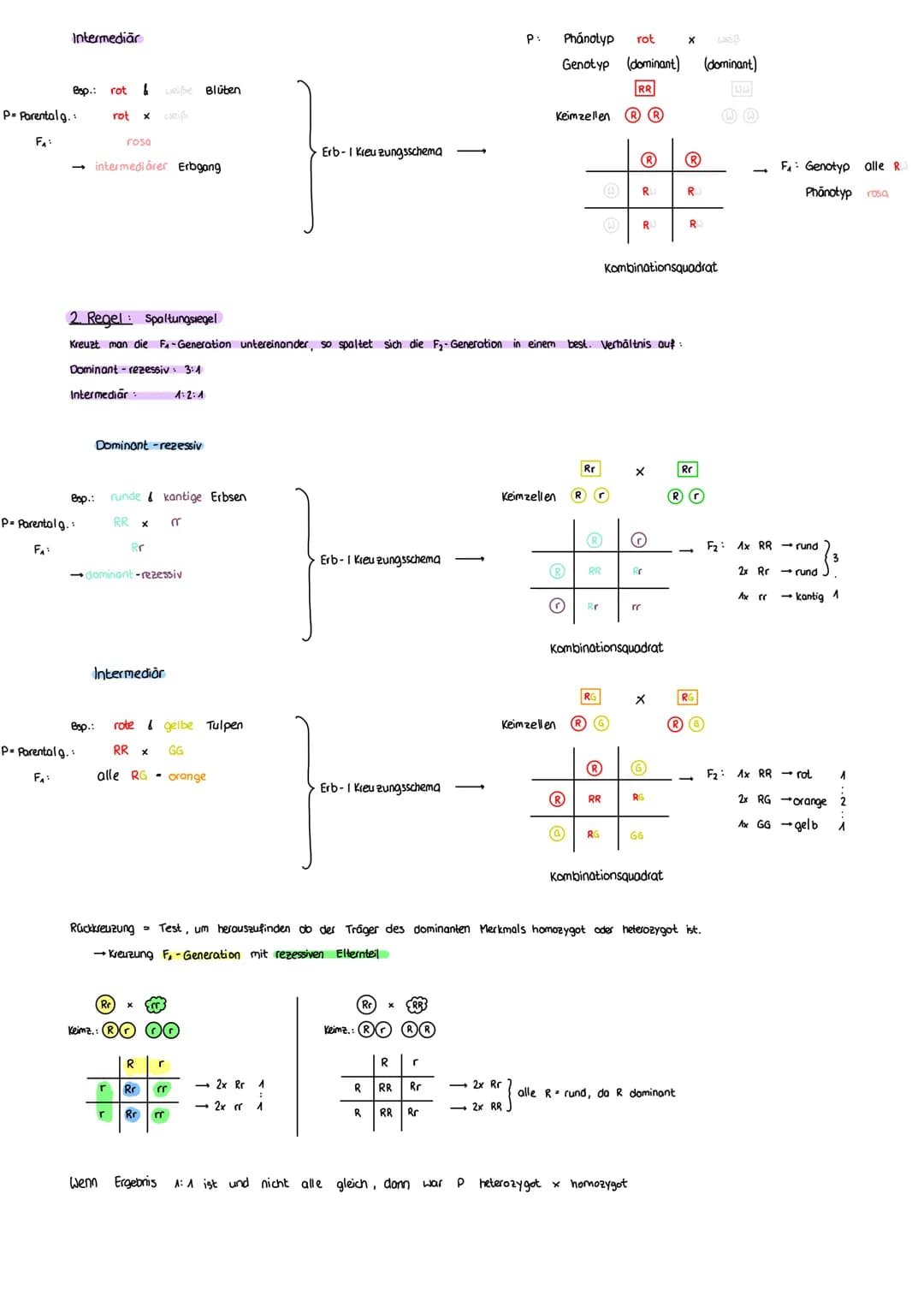 FORMALE GENETIK
ERBGÄNGE AUS SICHT DER CHROMOSOMENTHEORIE
MENDEL
Mendel 1822-1884
- Begründer der Vererbungslehre
In 8 J. über 10000 Kreuzun