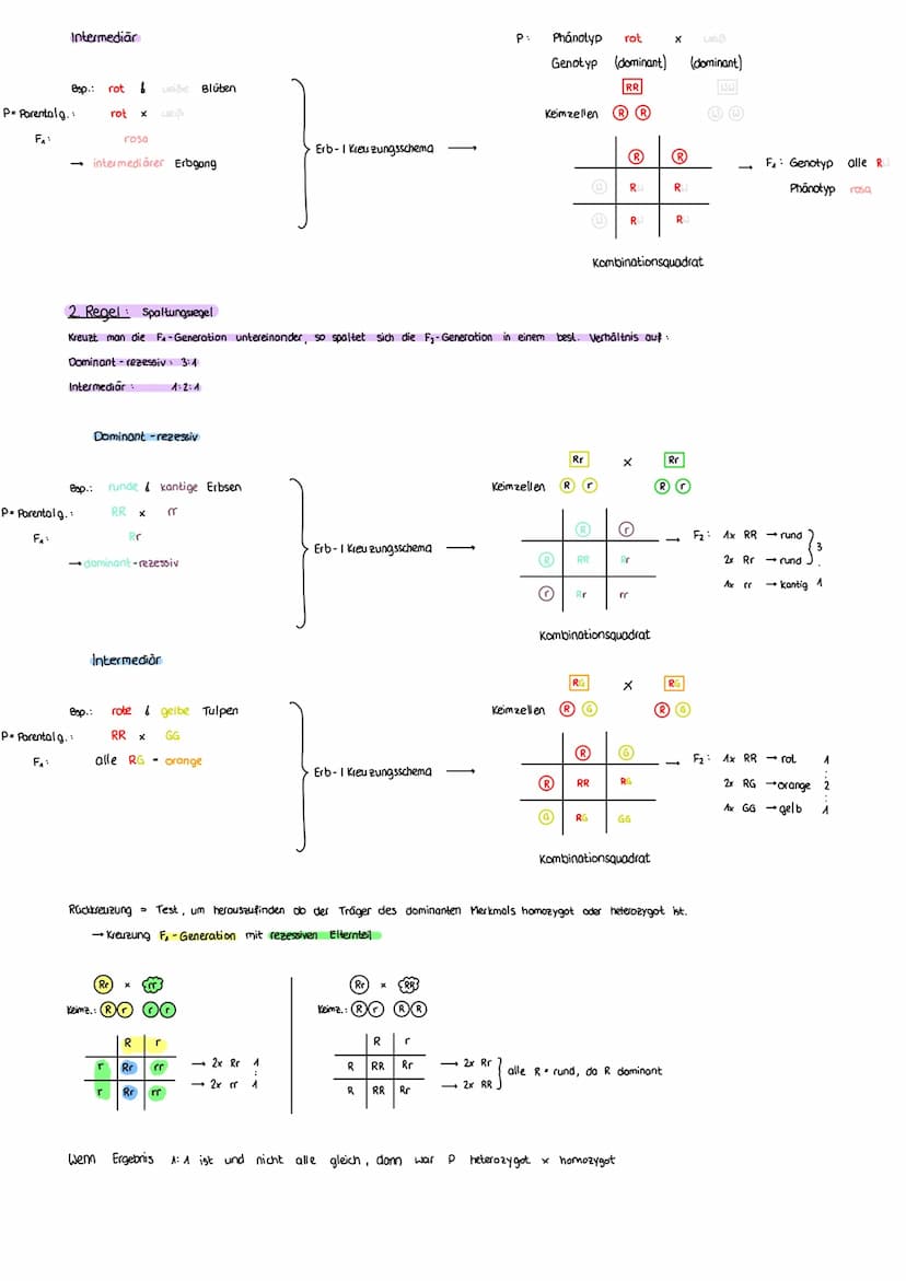 FORMALE GENETIK
ERBGÄNGE AUS SICHT DER CHROMOSOMENTHEORIE
MENDEL
Mendel 1822-1884
- Begründer der Vererbungslehre
In 8 J. über 10000 Kreuzun