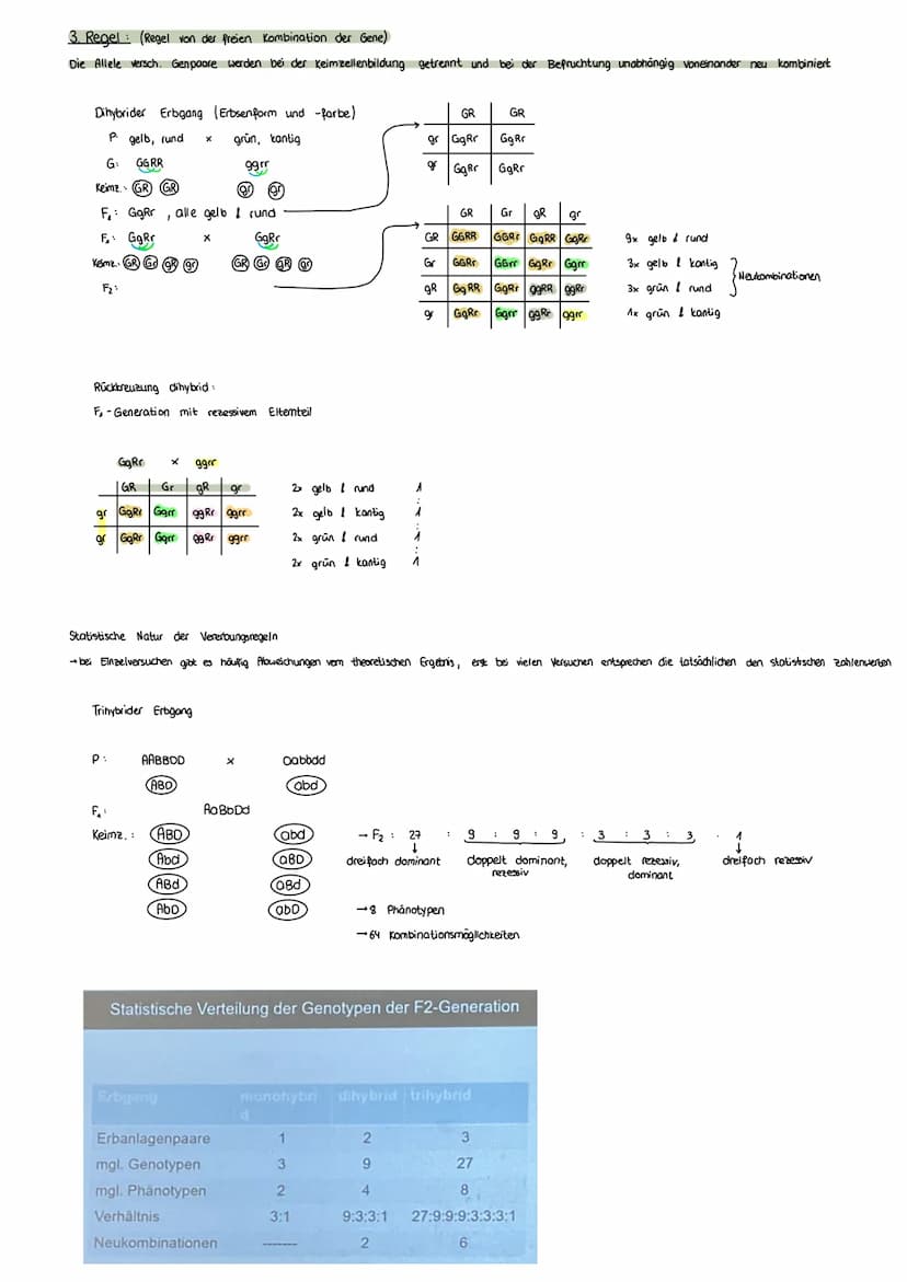 FORMALE GENETIK
ERBGÄNGE AUS SICHT DER CHROMOSOMENTHEORIE
MENDEL
Mendel 1822-1884
- Begründer der Vererbungslehre
In 8 J. über 10000 Kreuzun