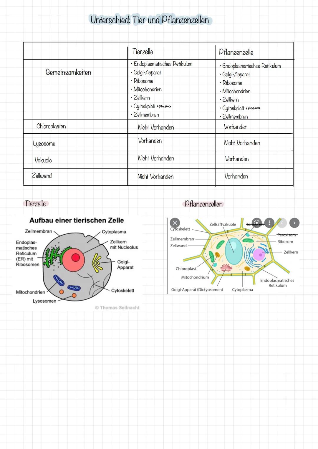 Chloroplasten
Lysosome
Vakuole
Gemeinsamkeiten
Zellwand
Tierzelle
Zellmembran
Endoplas-
matisches
Reticulum
(ER) mit
Ribosomen
Mitochondrien