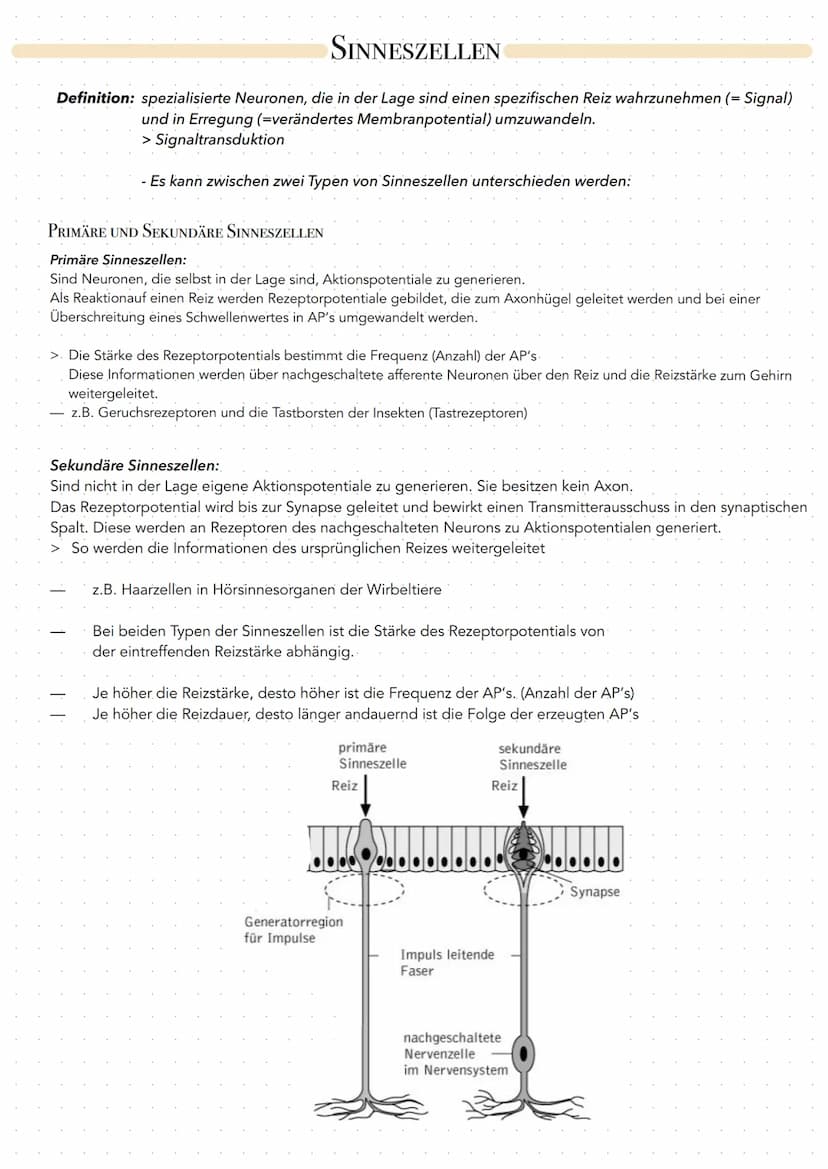 SINNESZELLEN
Definition: spezialisierte Neuronen, die in der Lage sind einen spezifischen Reiz wahrzunehmen (= Signal)
und in Erregung (=ver