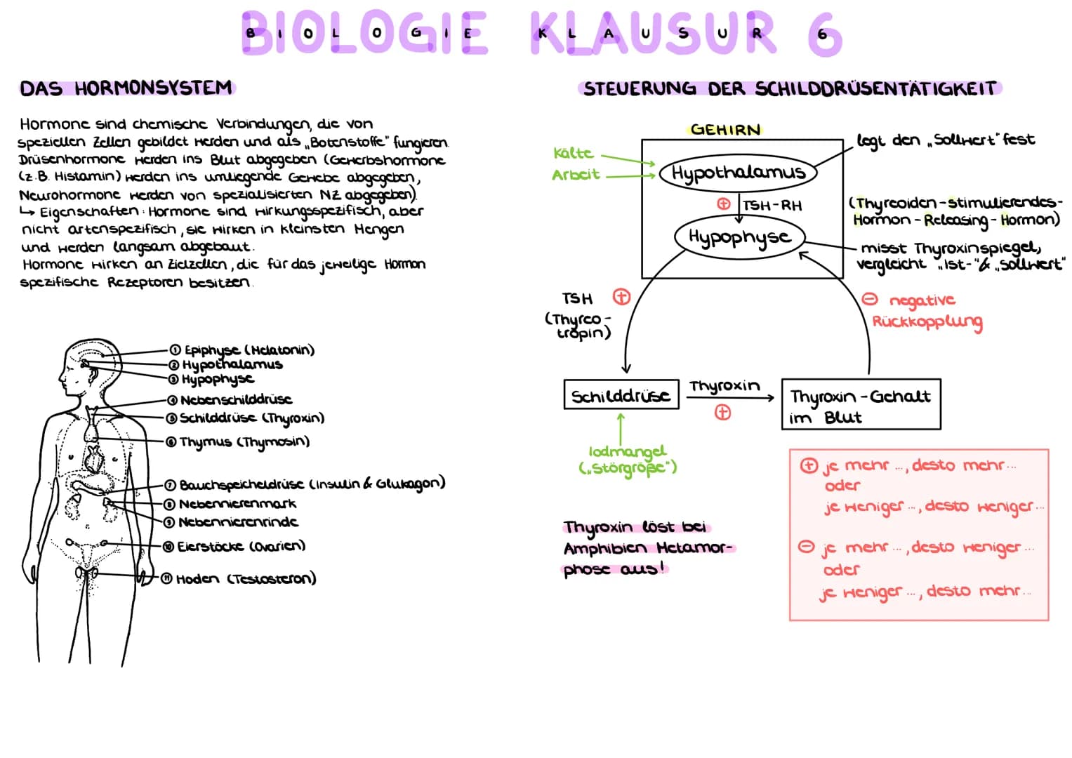 BELEGE FÜR DIE EVOLUTIONSTHEORIE
a) HOMOLOGIE ( Bauplanähnlichkeit") aufgrund Verwandt-
schaft
Homologe Organe/Strukturen sind Organc mit gl