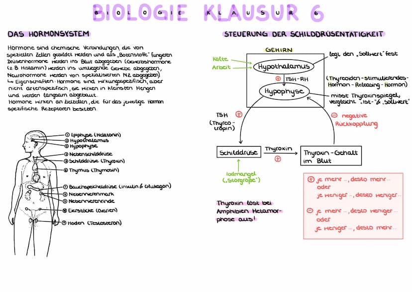 BELEGE FÜR DIE EVOLUTIONSTHEORIE
a) HOMOLOGIE ( Bauplanähnlichkeit") aufgrund Verwandt-
schaft
Homologe Organe/Strukturen sind Organc mit gl
