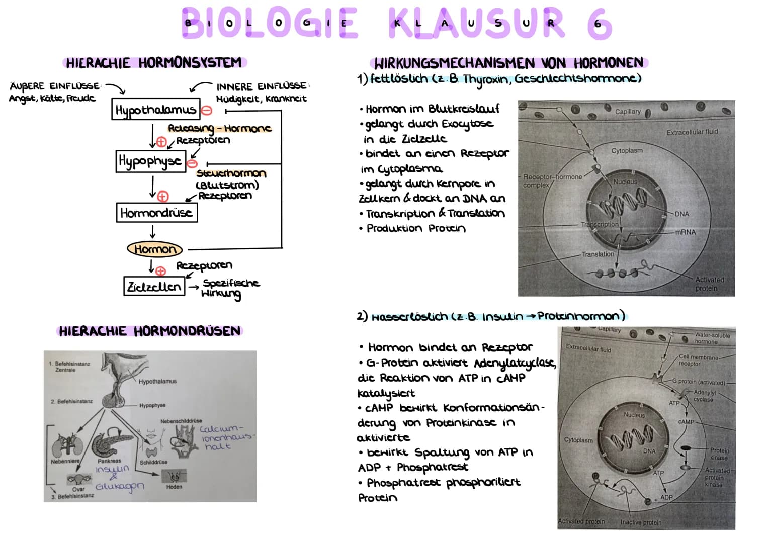 BELEGE FÜR DIE EVOLUTIONSTHEORIE
a) HOMOLOGIE ( Bauplanähnlichkeit") aufgrund Verwandt-
schaft
Homologe Organe/Strukturen sind Organc mit gl