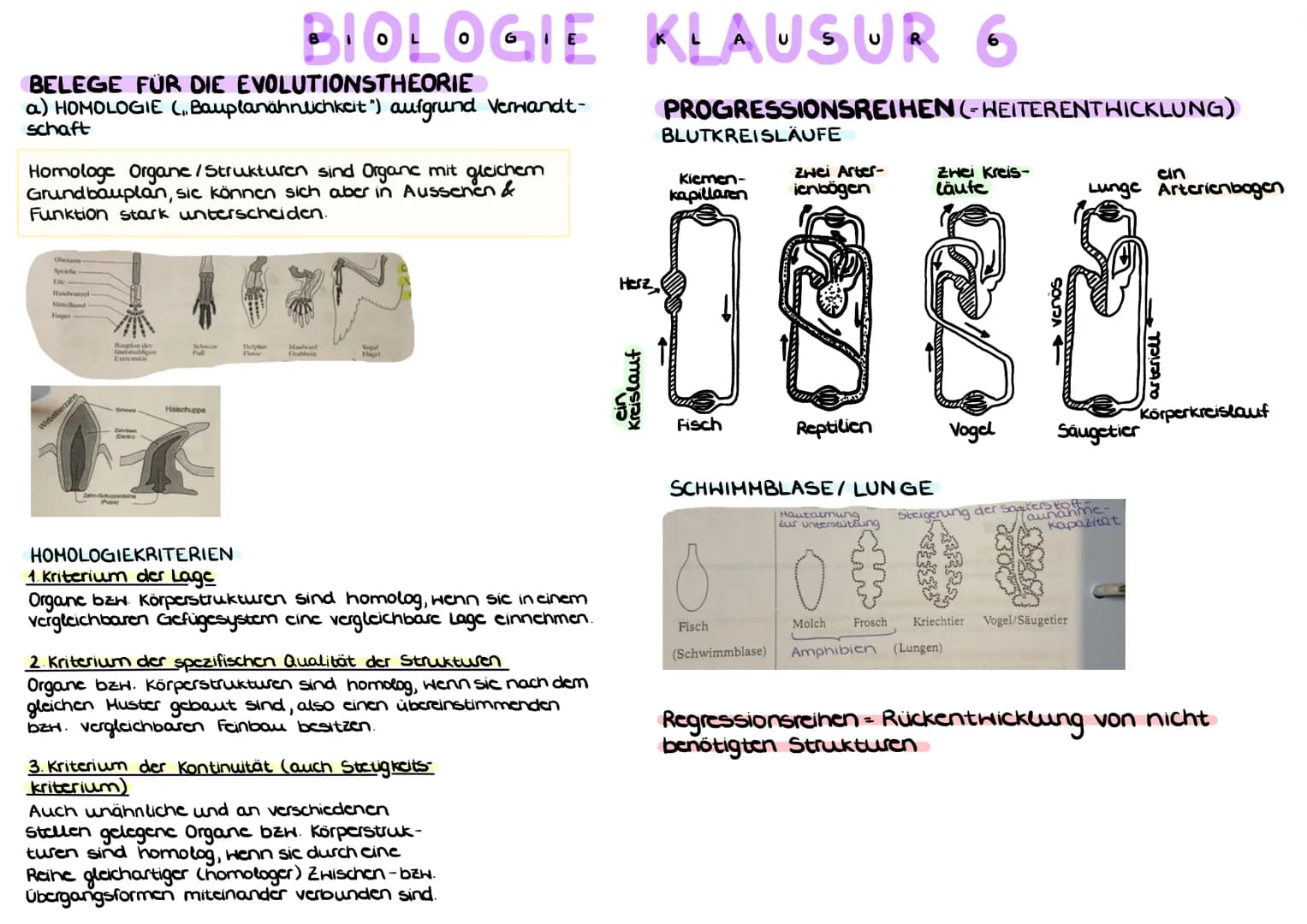 BELEGE FÜR DIE EVOLUTIONSTHEORIE
a) HOMOLOGIE ( Bauplanähnlichkeit") aufgrund Verwandt-
schaft
Homologe Organe/Strukturen sind Organc mit gl
