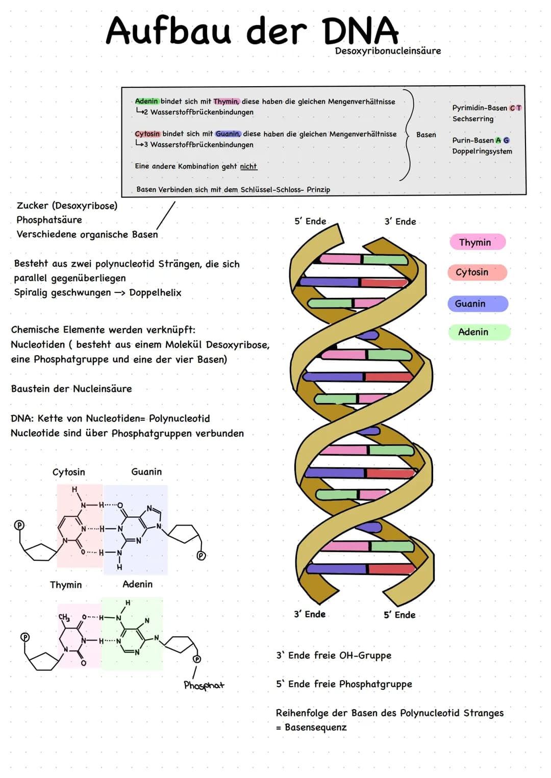 Aufbau der DNA