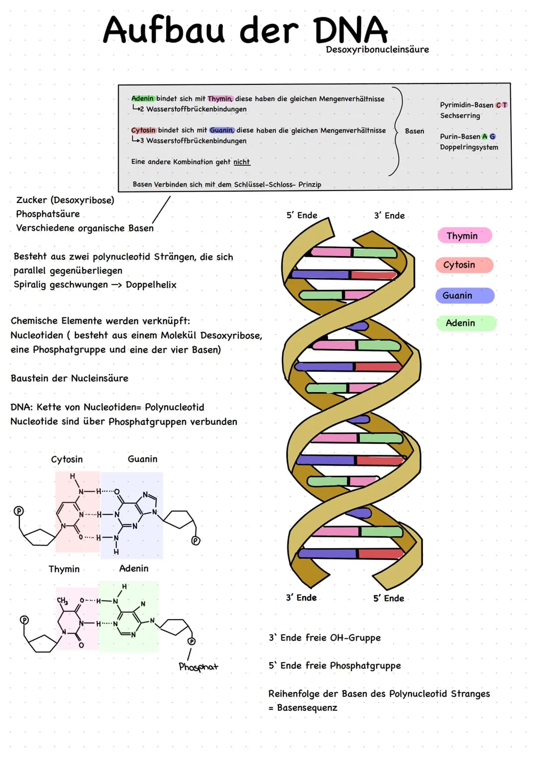 Aufbau der DNA
Baustein der Nucleinsäure
Zucker (Desoxyribose)
Phosphatsäure
Verschiedene organische Basen
Cytosin
Besteht aus zwei polynucl
