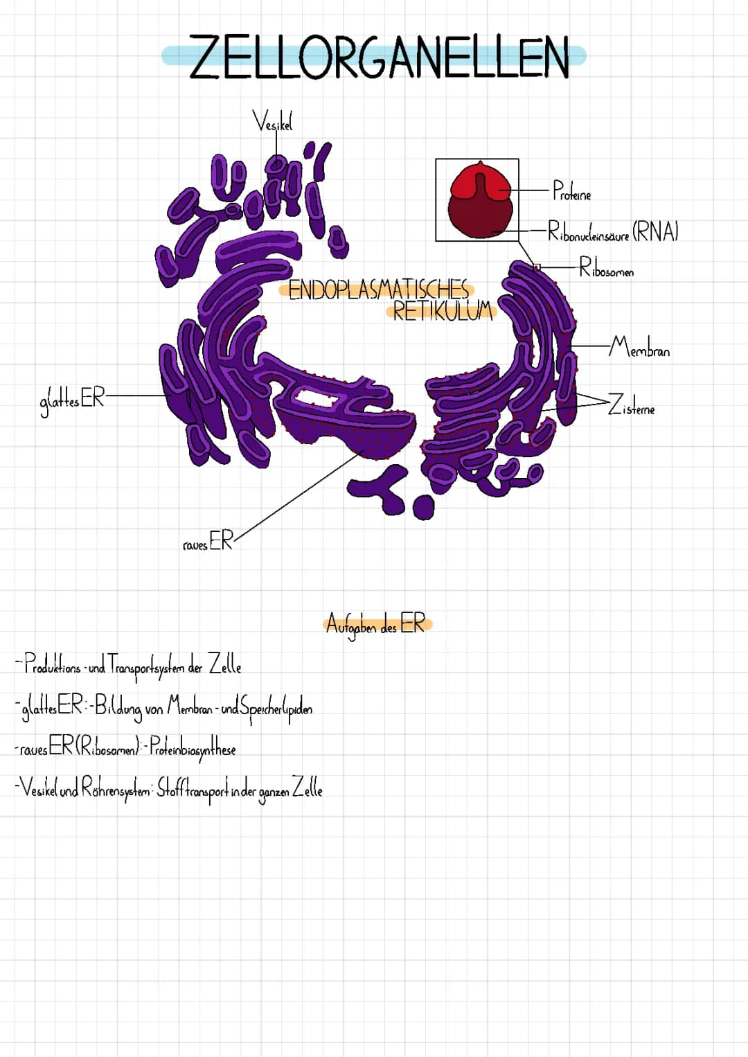 Zellorganellen