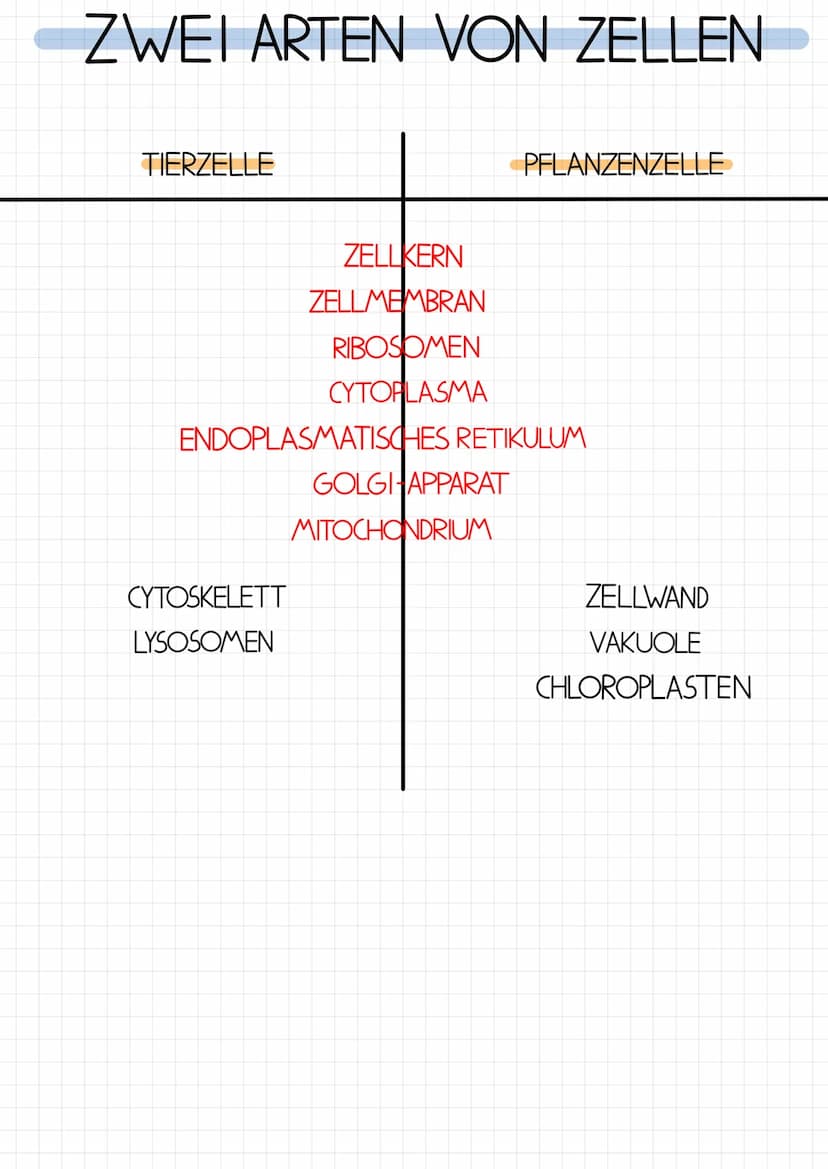 glattes ER-
ZELLORGANELLEN
Vesikel
alm
raves ER
ENDOPLASMATISCHES
RETIKULUM
Aufgaben des ER
- Produktions- und Transportsystem der Zelle
-gl