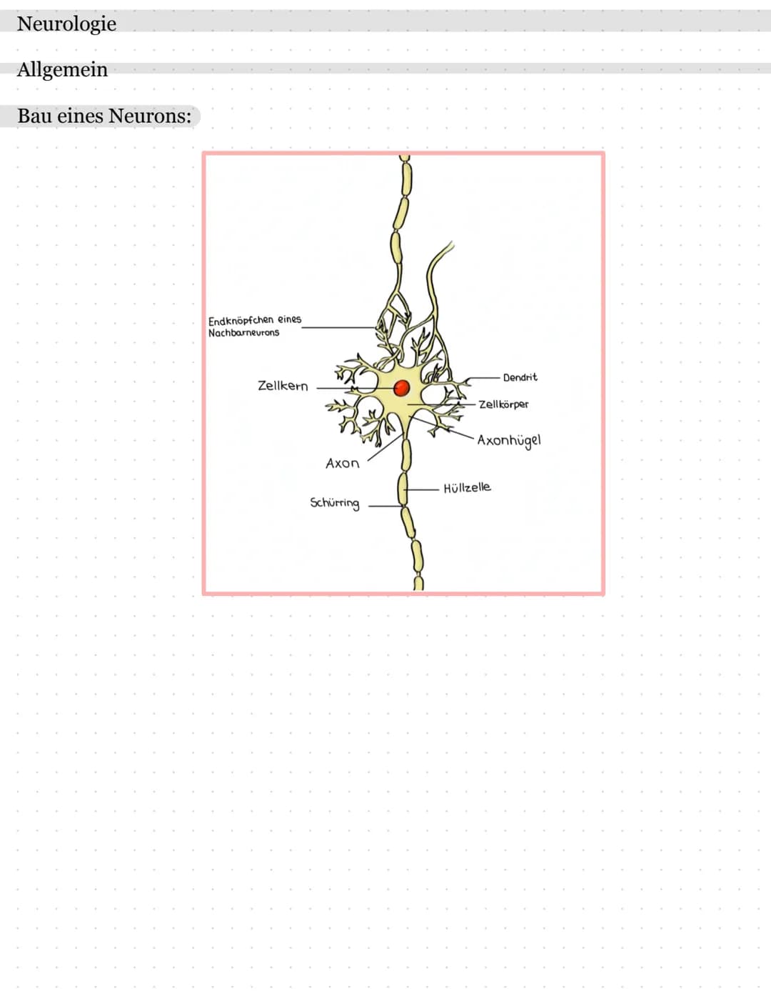 Neurologie
Allgemein
Bau eines Neurons:
Endknöpfchen eines
Nachbarneurons
Zellkern
Axon
Schürring
Dendrit
- Zellkörper
Axonhügel
Hüllzelle B