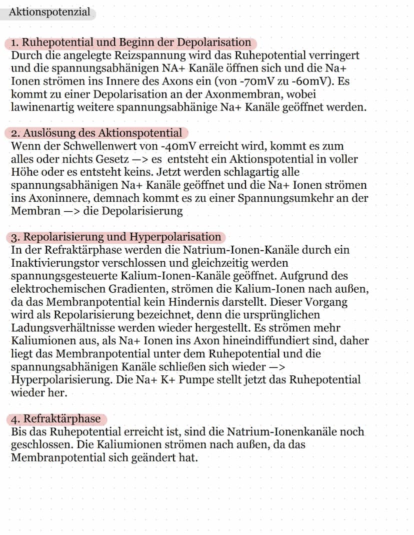 Neurologie
Allgemein
Bau eines Neurons:
Endknöpfchen eines
Nachbarneurons
Zellkern
Axon
Schürring
Dendrit
- Zellkörper
Axonhügel
Hüllzelle B
