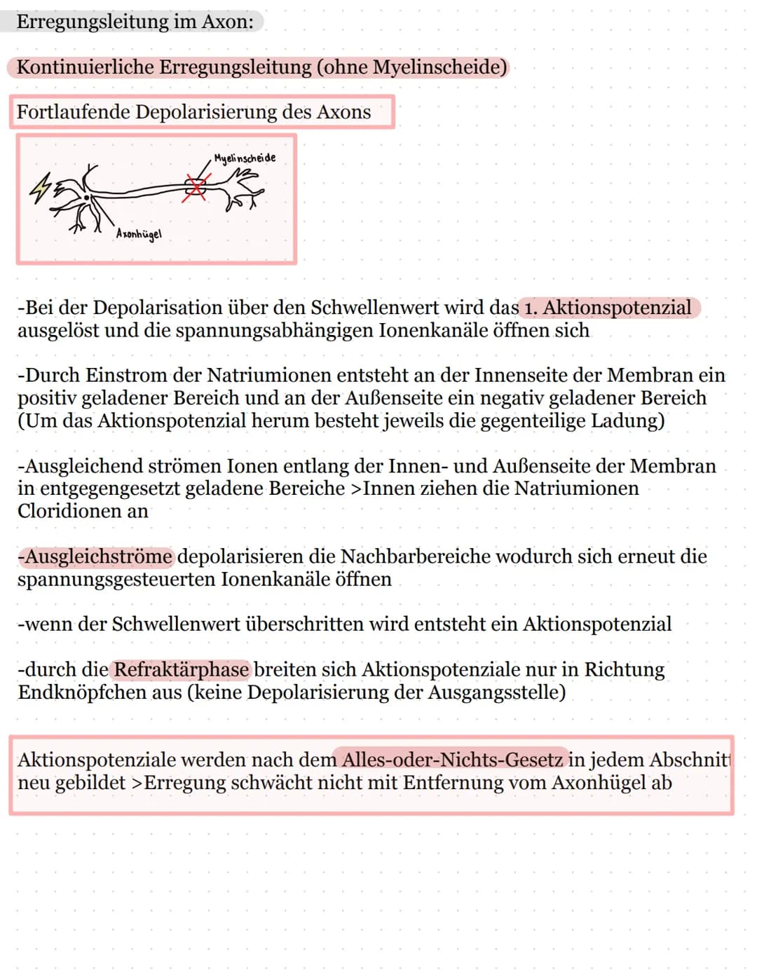 Neurologie
Allgemein
Bau eines Neurons:
Endknöpfchen eines
Nachbarneurons
Zellkern
Axon
Schürring
Dendrit
- Zellkörper
Axonhügel
Hüllzelle B