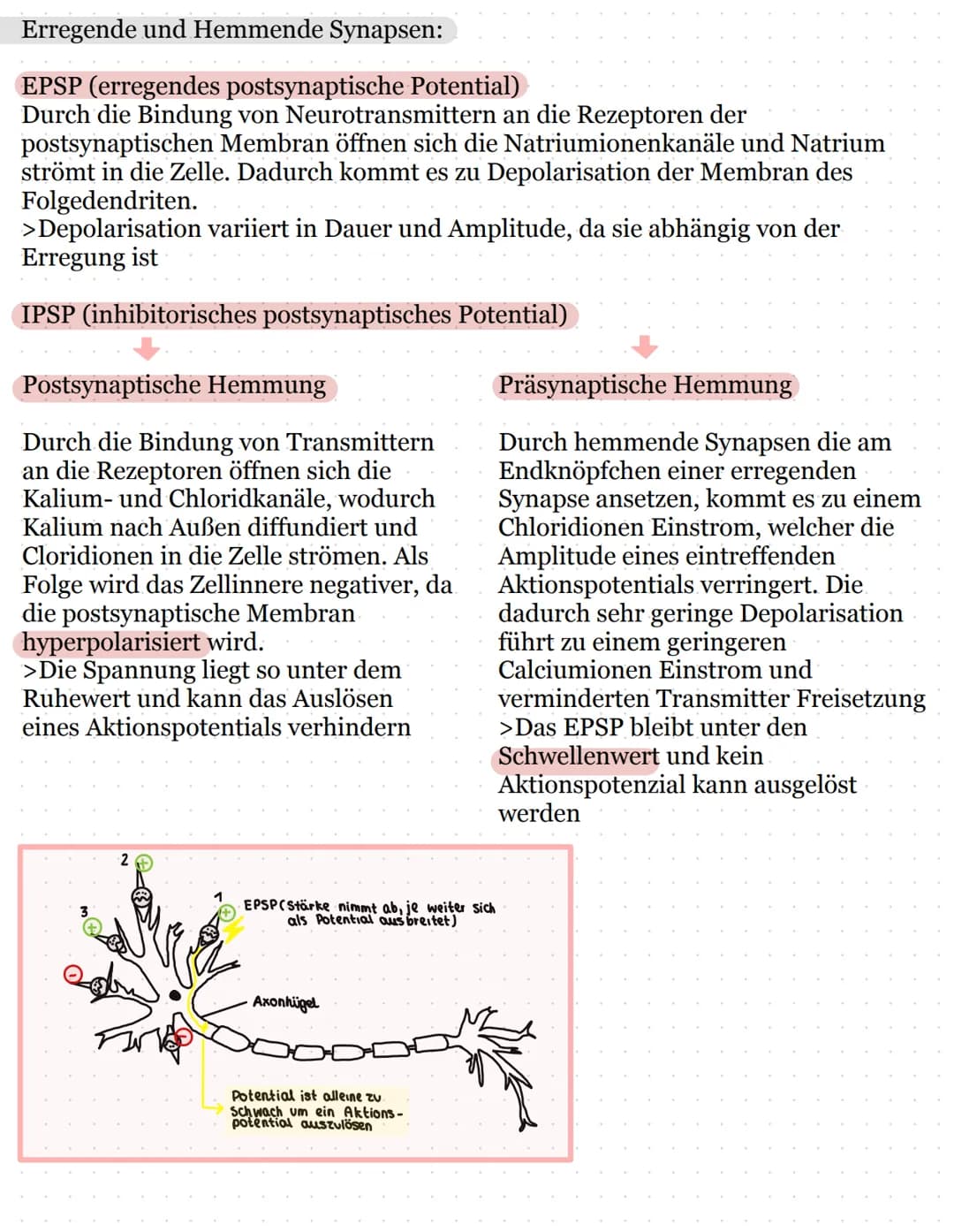 Neurologie
Allgemein
Bau eines Neurons:
Endknöpfchen eines
Nachbarneurons
Zellkern
Axon
Schürring
Dendrit
- Zellkörper
Axonhügel
Hüllzelle B