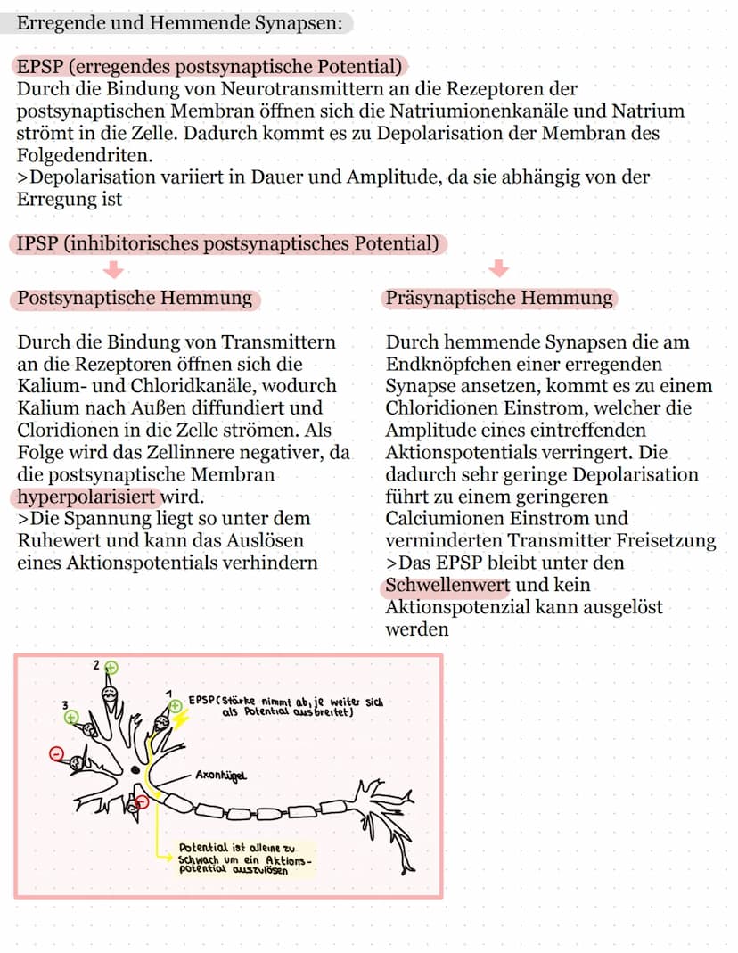 Neurologie
Allgemein
Bau eines Neurons:
Endknöpfchen eines
Nachbarneurons
Zellkern
Axon
Schürring
Dendrit
- Zellkörper
Axonhügel
Hüllzelle B