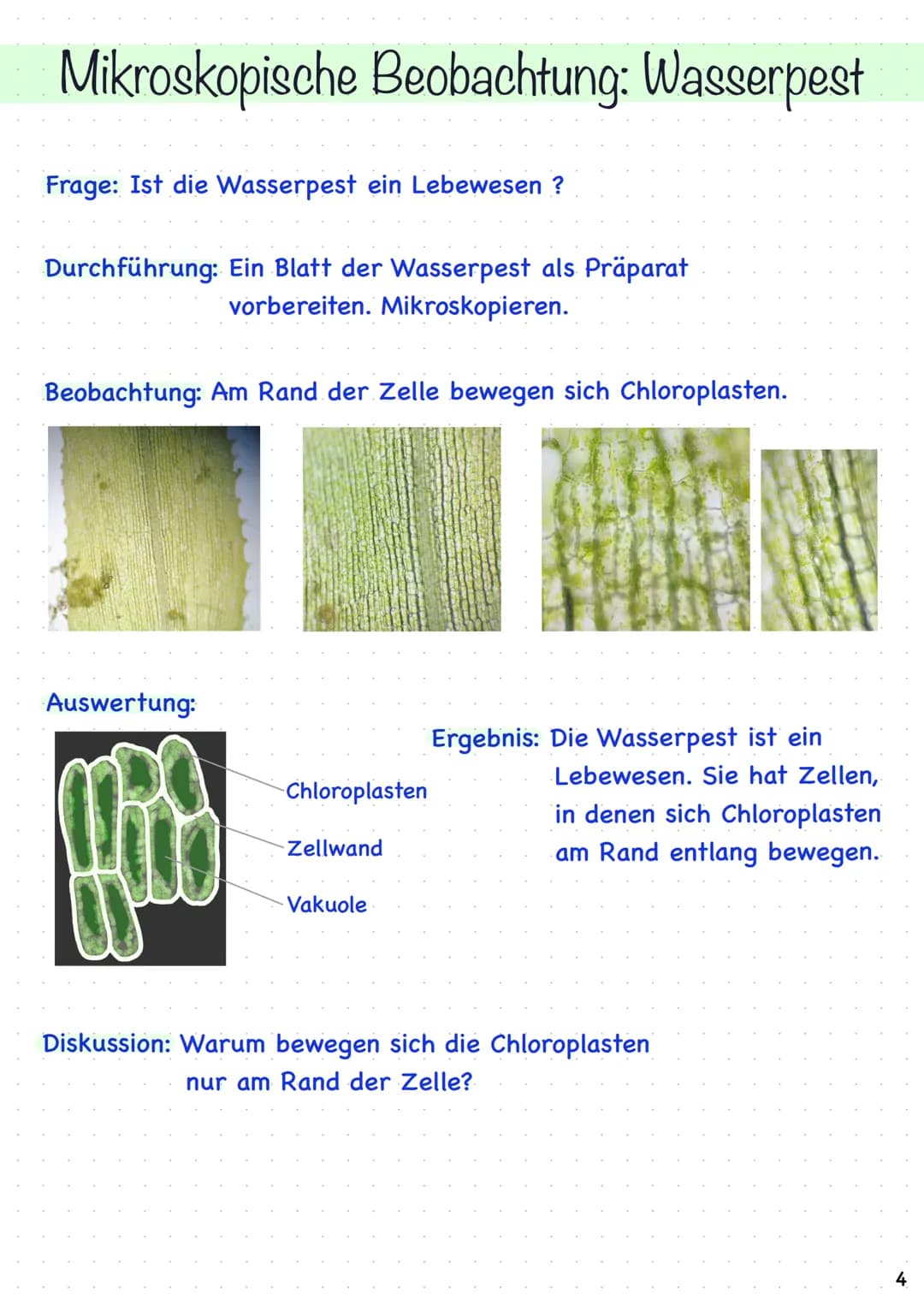 Mikroskopische Beobachtung: Wasserpest
Frage: Ist die Wasserpest ein Lebewesen ?
Durchführung: Ein Blatt der Wasserpest als Präparat
vorbere