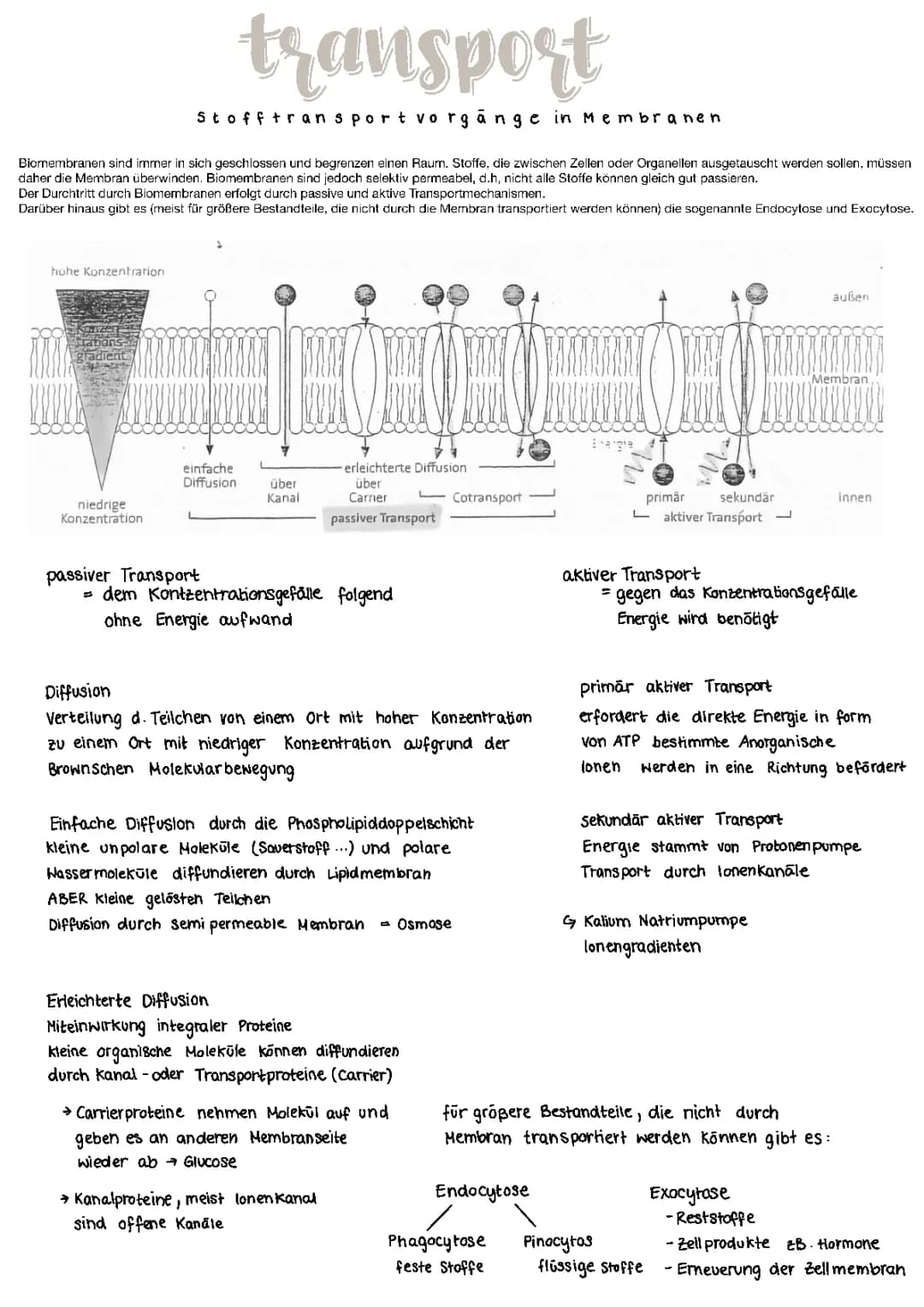 Transportvorgänge biomembran 