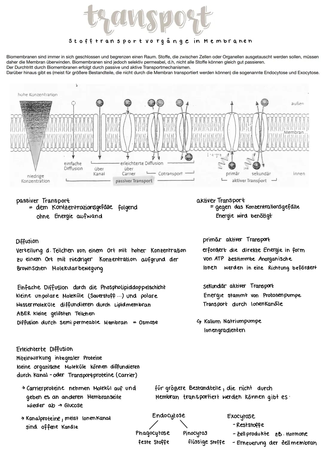 Stofftransport vorgänge in Membranen
Biomembranen sind immer in sich geschlossen und begrenzen einen Raum. Stoffe, die zwischen Zellen oder 