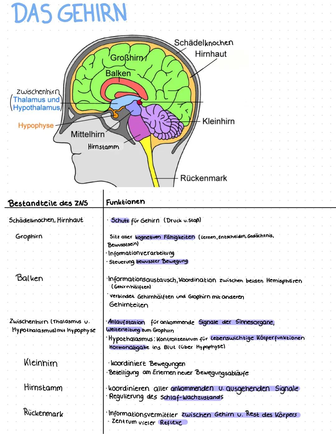 DAS GEHIRN
Zwischenhirn
Thalamus und
Hypothalamus
Hypophyse
Bestandteile des ZNS
Schädelknochen, Hirnhaut
Großhirn
Balken
Mittelhirn
Kleinhi
