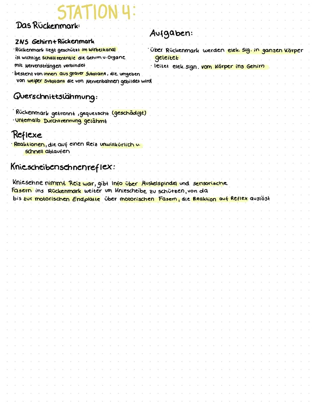 DAS GEHIRN
Zwischenhirn
Thalamus und
Hypothalamus
Hypophyse
Bestandteile des ZNS
Schädelknochen, Hirnhaut
Großhirn
Balken
Mittelhirn
Kleinhi